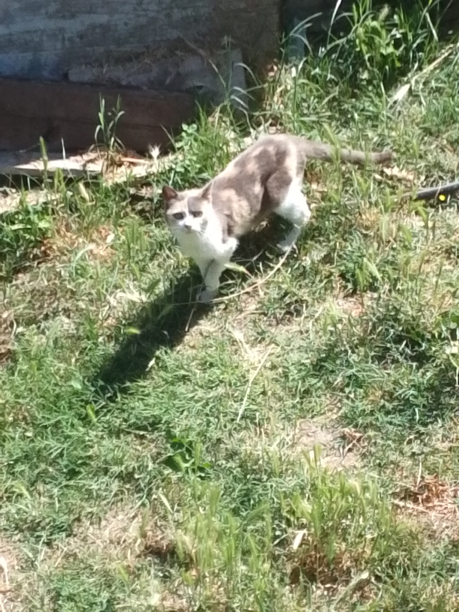 A calico cat with white, gray, and brown markings stands on a patch of green grass in what appears to be an outdoor area, possibly a garden or yard. The cat is facing the camera with its head tilted slightly to the left. Behind the cat, a weathered wooden structure with a dark, rough surface is visible, as is some foliage. The ground is covered in grass and other vegetation, and a shadow is cast on the grass to the cat's left. The scene is lit by sunlight, suggesting it is daytime. The provided context indicates this scene is located in Valle Castellana, Italy.