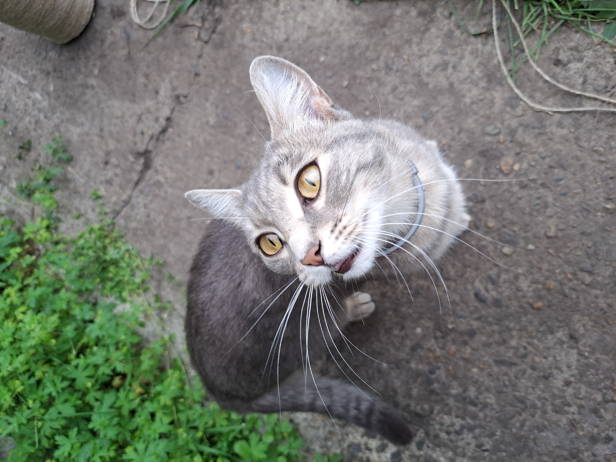 An overhead, eye-level shot shows a grey tabby cat with bright yellow eyes and white whiskers looking up. The cat is wearing a light grey collar. It is standing on a cracked concrete surface next to a patch of green plants. In the background, to the right, there is a large spool of twine. The scene appears to be outdoors, in a yard or garden. The location of Черницк, Russia, is not discernible from the image.