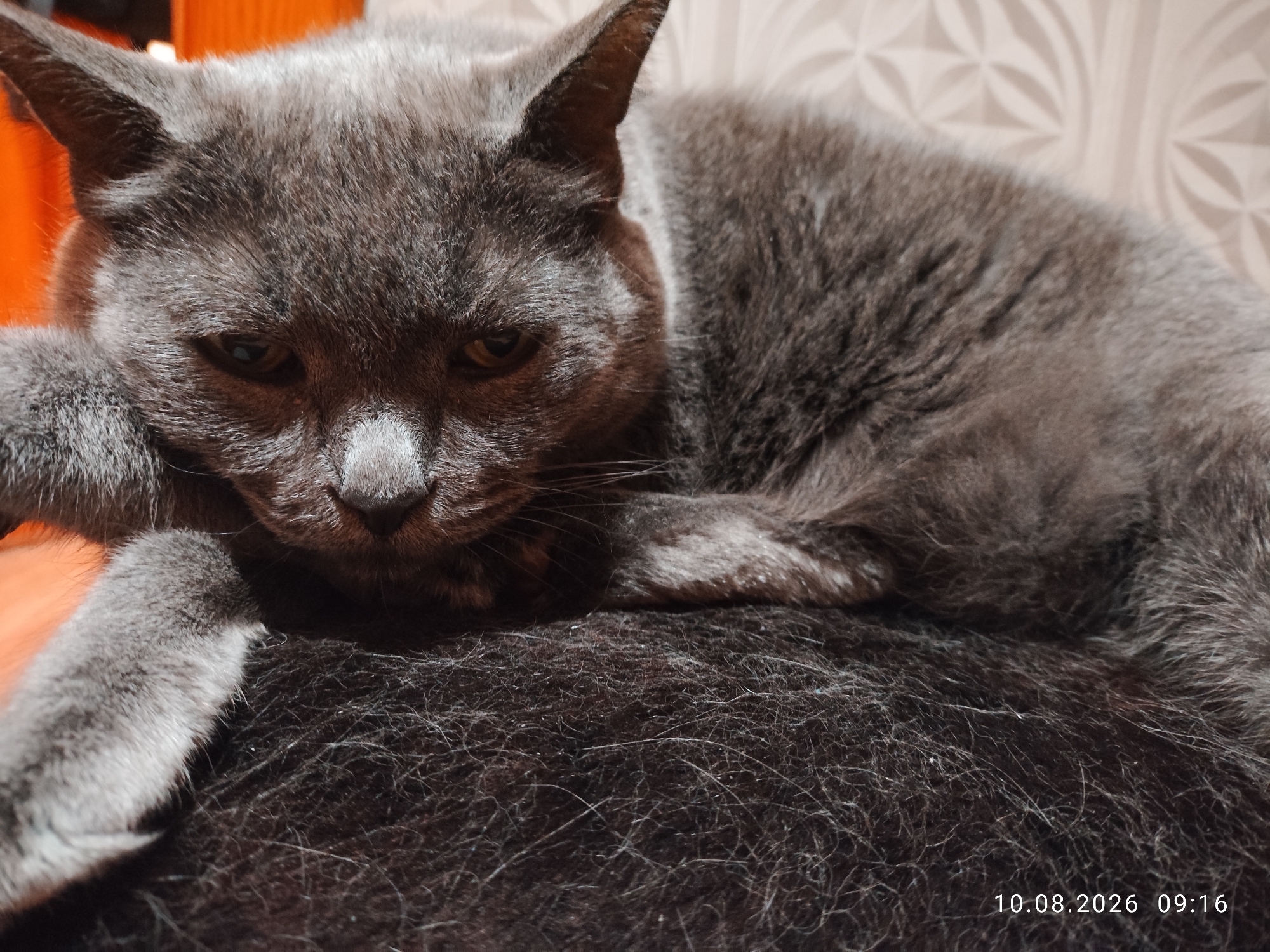 A close-up, eye-level shot shows a grey cat resting its head on its paw, which is also resting on a dark, fuzzy surface. The cat has large, pointed ears and its eyes are partially closed, giving it a relaxed or sleepy appearance. The background is out of focus, with a patterned wallpaper and a hint of orange furniture. The image was taken in Pavlodar, Kazakhstan, as indicated by the date stamp "10.08.2026 09:16" in the bottom right corner.