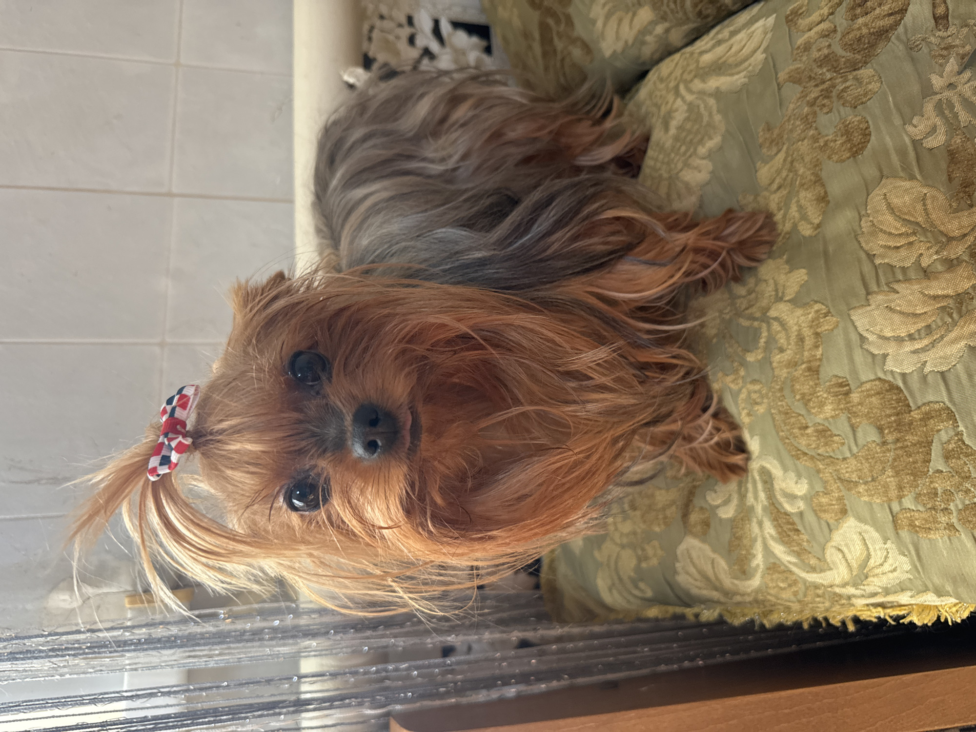 A medium shot captures a Yorkshire Terrier dog standing on a patterned green cushion. The dog is positioned centrally, facing the camera, with its head slightly tilted. It has long, reddish-brown fur, with lighter brown and gray tones on its body. A small, checkered bow in red, white, and black adorns the top of its head. The dog's eyes are dark and expressive, and its tongue is slightly visible. Behind the dog, a tiled wall is visible, with some shimmering silver strands hanging down on the left side of the frame. The cushion the dog is standing on has an ornate, embossed pattern in gold and green. The dog appears to be indoors, on a couch or bed. The location is not specified in the image.