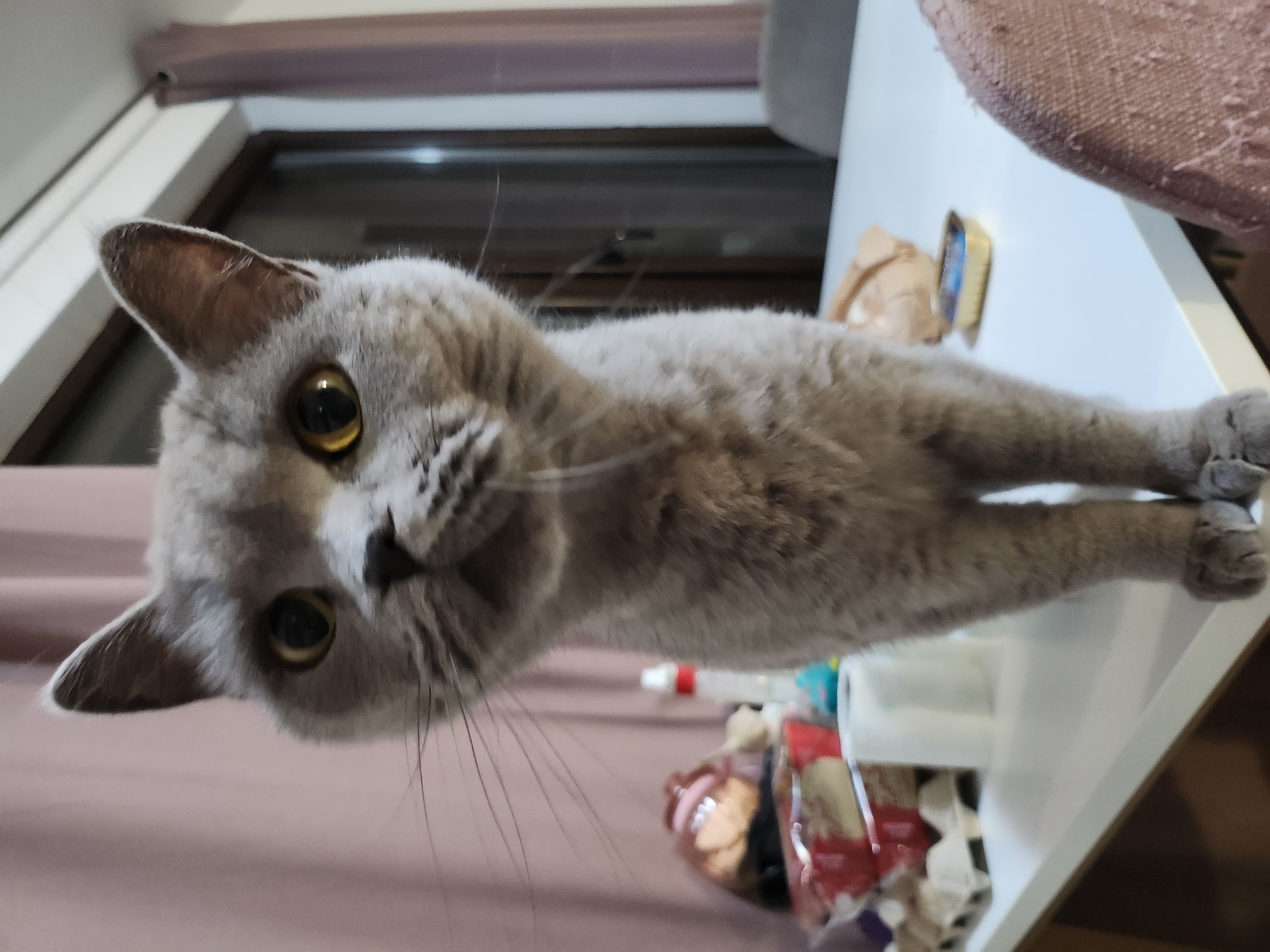 The scene, set in a residential interior in Tsarevo, Bulgaria, depicts a grey short-haired domestic cat standing on a white table. The cat, exhibiting characteristics consistent with a British Shorthair breed, faces directly forward, its large, round, golden-yellow eyes fixated on the viewer. Its fur is a solid, uniform grey. Long, fine whiskers protrude prominently from its muzzle. The cat's posture is upright, with its front paws placed near the edge of the table and its body extending backward across the surface.
On the table surface to the left of the cat, various objects are present: a light-colored cardboard egg carton containing multiple eggs, several red plastic containers, a white cylindrical object (possibly a container or roll), and a plastic bottle with a white body and a prominent red cap. To the right of the cat, a small, rectangular, gold-colored tin with a blue top is visible on the table. A portion of a textured, light brown upholstered chair back is visible in the lower right foreground.
The background features light pink or beige curtains on the left, extending upwards. To the right, a dark brown window or door frame is visible, with a lighter wall section beyond. The overall lighting is consistent with an indoor environment. No human subjects are present in the image. The cat's direct gaze suggests an interaction, possibly an appeal for attention or food, given the visible tin.