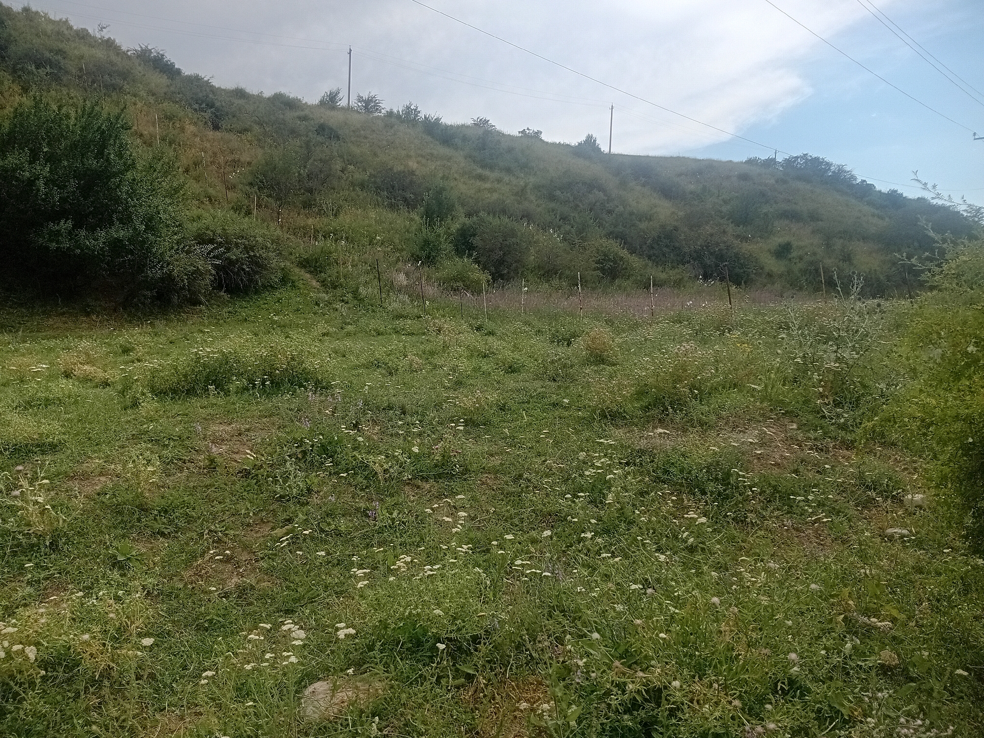 A medium-shot landscape photograph captures a grassy hillside under a hazy sky in the village of Kokshak, Kazakhstan. In the foreground, a patch of dense, green grass is dotted with numerous small white wildflowers and some taller, dried stalks. A large rock is visible in the lower right corner of the frame. The middle ground features a transition to sparser vegetation with thin, vertical wooden stakes placed sporadically. The background is dominated by a moderately steep, overgrown hillside covered in a mixture of green grasses, bushes, and small trees. Overhead, power lines stretch across the sky, supported by utility poles visible on the ridgeline. The overall scene depicts a rural, undeveloped area with a natural, somewhat unkempt appearance.