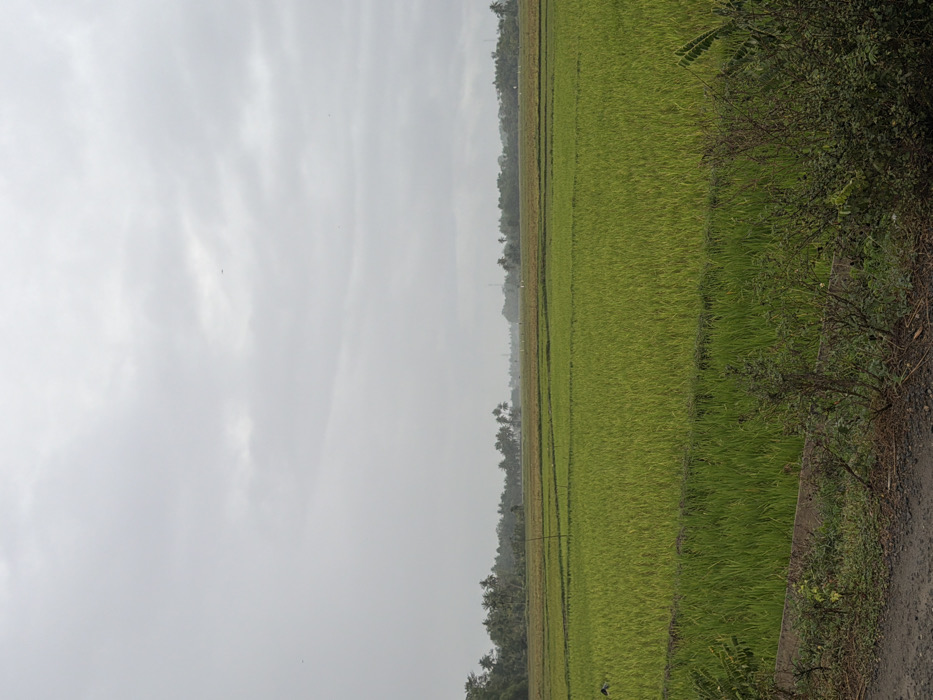 The image displays an expansive agricultural landscape in Keudekarieng, Indonesia, under a uniformly overcast, light gray sky. The upper half of the frame is occupied by the cloud cover, featuring several small, dark, indistinct specks, possibly birds, in the upper left quadrant. The midground and central areas are dominated by numerous segmented plots of vibrant green vegetation, consistent with rice paddies, showing slight variations in green and yellowish hues. Darker linear patterns delineate these cultivated sections. A single, slender, dark pole stands vertically within the left-center field. The distant horizon reveals a dense, dark green band of mixed tropical foliage, including numerous palm trees, with atmospheric haze obscuring the furthest background where faint, tall, vertical structures are discernible. The immediate foreground features a dark, unpaved surface, bordered by a dense, uncultivated strip of green and brown vegetation. A partial concrete or stone retaining structure is visible within this border in certain sections. An indistinct dark shape is partially visible within the cultivated fields in the lower-left portion of the frame. No clear human figures, specific actions, or interactions are depicted.