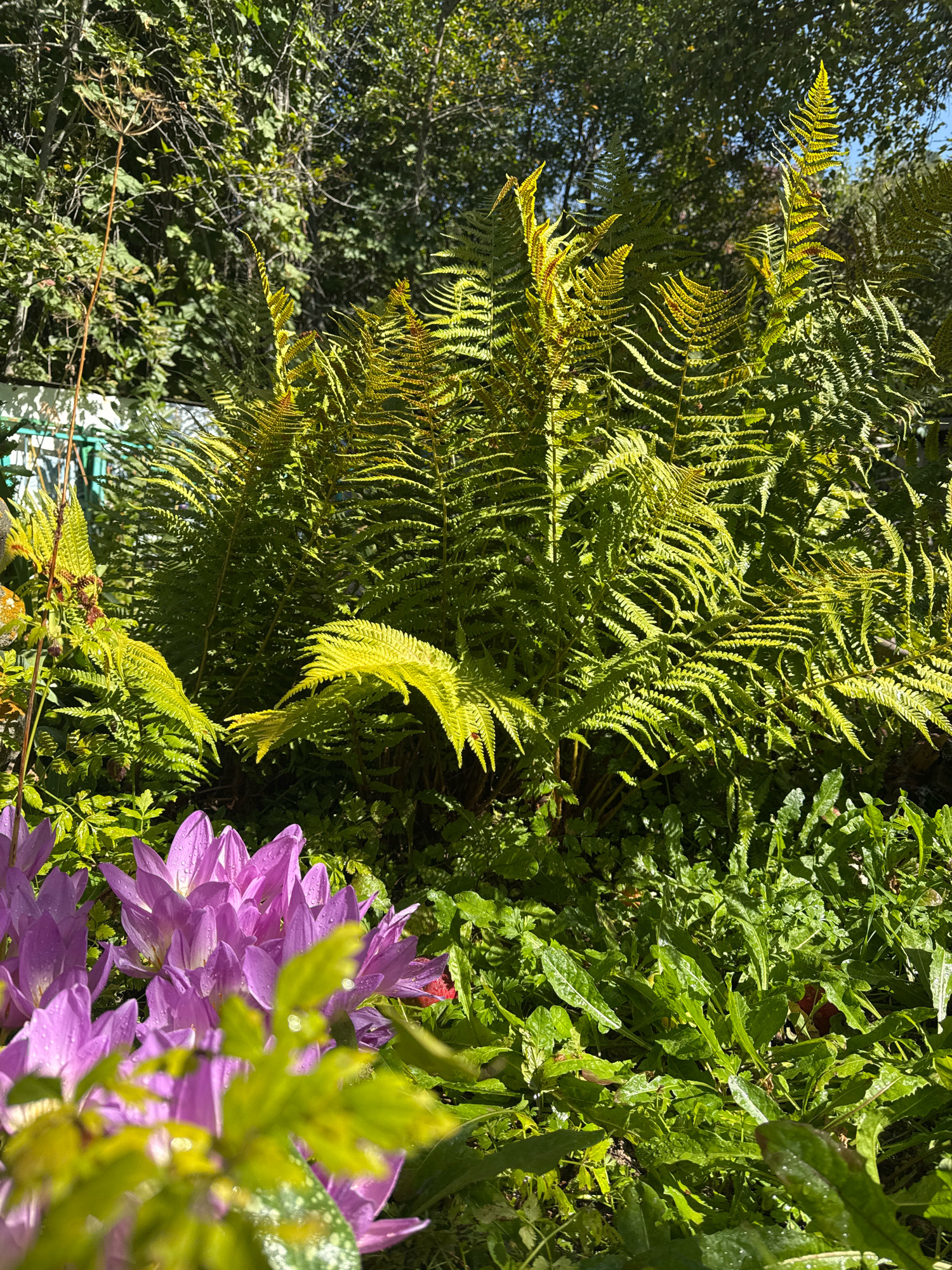 In Koklaisay, Kazakhstan, a sun-drenched garden scene unfolds, dominated by lush green ferns in various stages of autumnal yellowing. The ferns are abundant, their fronds reaching upwards and outwards, creating a dense canopy. In the foreground, delicate purple flowers, possibly colchicum, are in bloom, their petals speckled with water droplets. The garden floor is covered with a thick carpet of smaller green plants, some of which also bear water droplets, suggesting recent rain or morning dew. The overall impression is one of natural beauty and vibrant plant life thriving under the bright Kazakh sun.