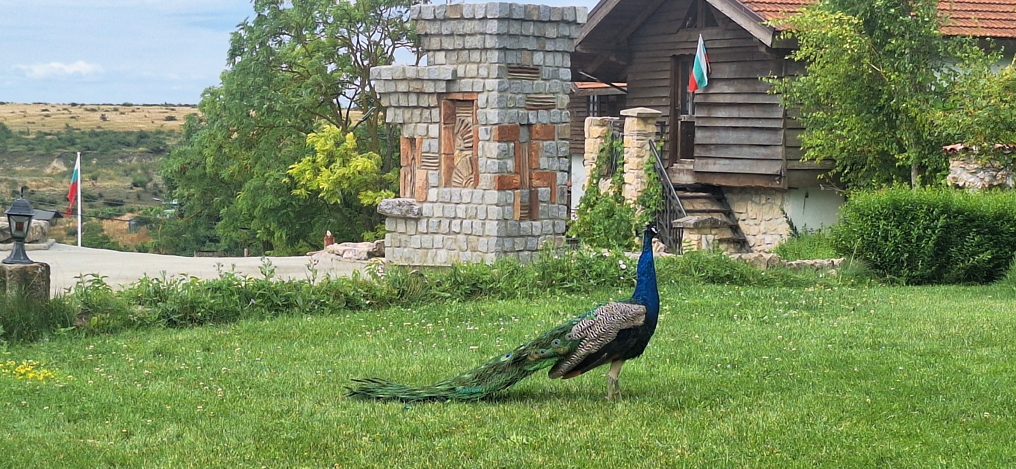 A peacock stands on a lush green lawn in front of a rustic wooden building with a red-tiled roof. The building is adorned with a Bulgarian flag. To the left of the building is a decorative stone structure with intricate carvings. The background features rolling hills and trees, with another Bulgarian flag visible in the distance. The scene appears to be set in a rural area, potentially Kalimantsi, Bulgaria, given the presence of the flags. The sky is overcast with some clouds.