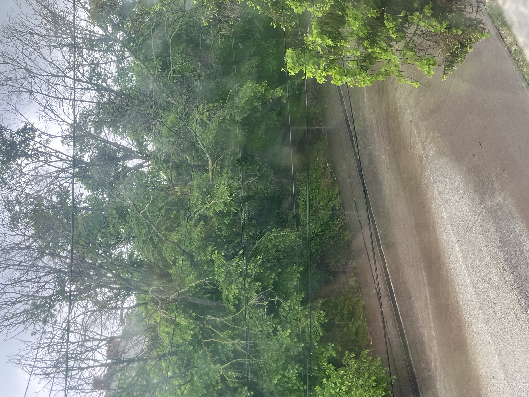 The image shows a view from a window, possibly an upper floor, overlooking a street with trees and overhead power lines. The street appears to be paved and wet, possibly from recent rain. On the left side of the frame, there are bare tree branches, suggesting it might be late fall or early spring. The right side of the frame features trees with lush green foliage. Several power lines run along the edge of the road, bisecting the view of the trees and street. The image is slightly blurry, possibly due to the window glass. It is unlikely to provide any verifiable connection to the city of Pleven, Bulgaria. There are no people visible in the frame.