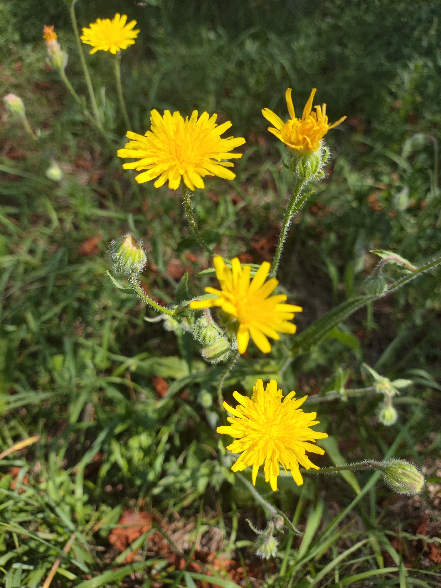 This image shows a close-up of several yellow flowers with fuzzy green buds, growing in a grassy area with patches of brown earth visible. The flowers have many narrow petals radiating from a central disc. The stems and buds are covered in fine white hairs. The background is a blur of green foliage, suggesting an outdoor setting. The scene appears to be a naturalistic environment, possibly a park or a field. The time of day is likely daytime, indicated by the bright lighting on the flowers. There are no people or animals in the image. The location is identified as Kharkiv, Ukraine.