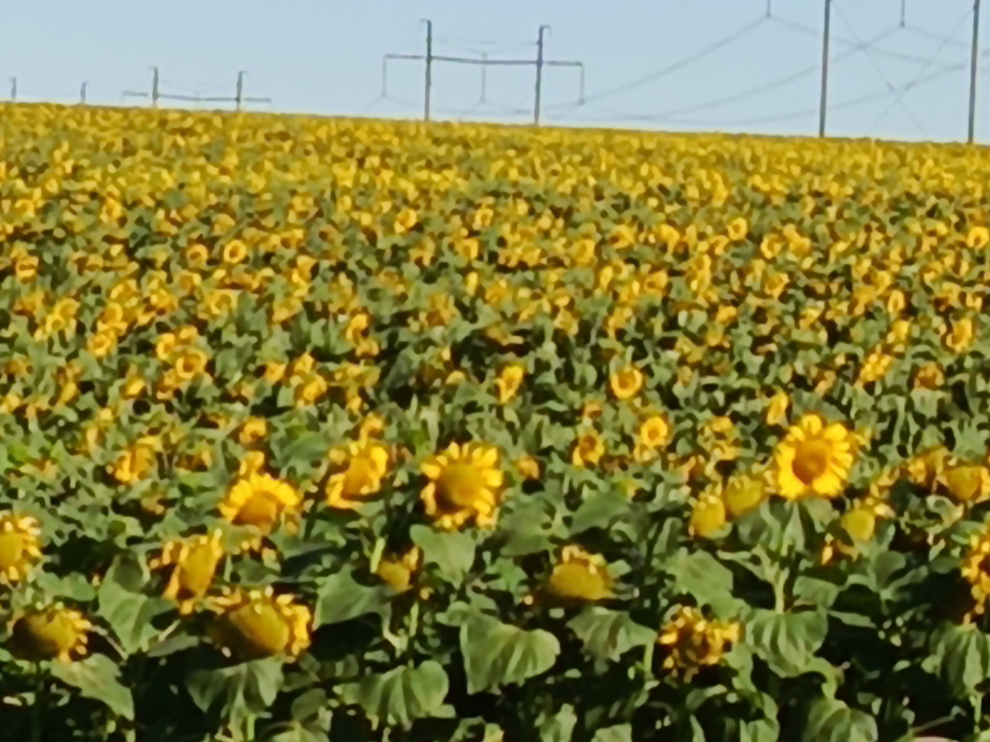 The image depicts a vast field of sunflowers, with their vibrant yellow petals and green leaves dominating the foreground and middle ground. The sunflowers are densely packed, creating a textured tapestry of color. In the background, several large metal power line towers are visible against a clear blue sky, suggesting an agricultural area near a utility infrastructure. The overall scene conveys a sense of nature's abundance and the vastness of the rural landscape. The location in the city of Студенцы, Russia, is noted, implying this is likely a natural or cultivated setting within or on the outskirts of that specific locale. There are no people or animals visible in the frame.