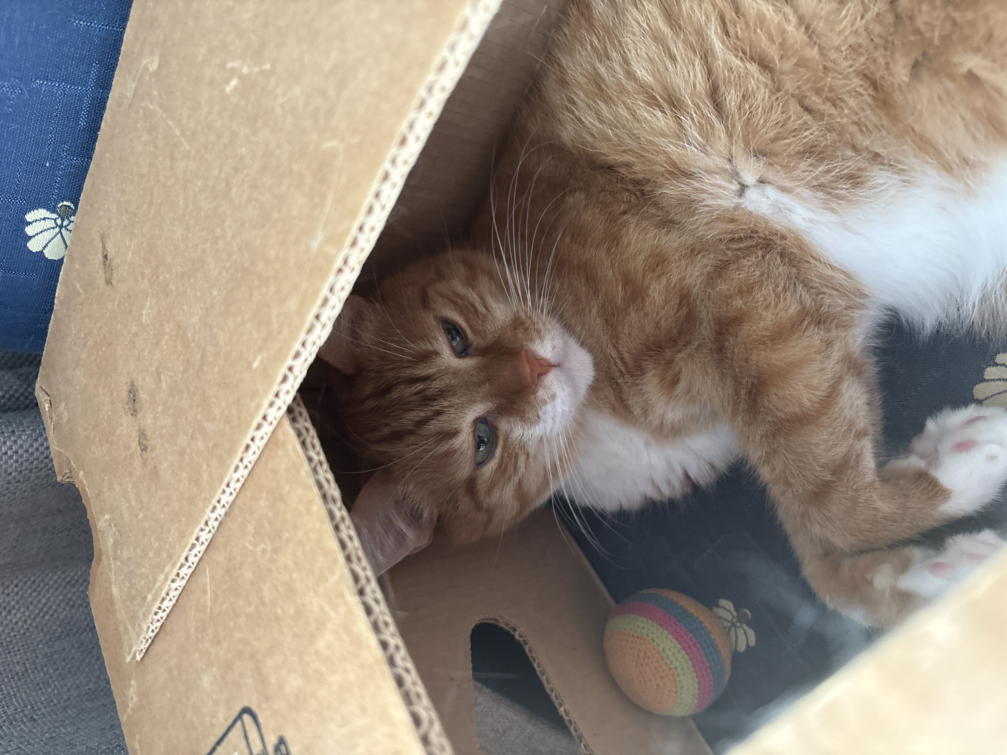 An orange tabby cat is lying inside a cardboard box. The box appears to be on a dark surface with a toy next to the cat. A blue patterned object is partially visible next to the box.