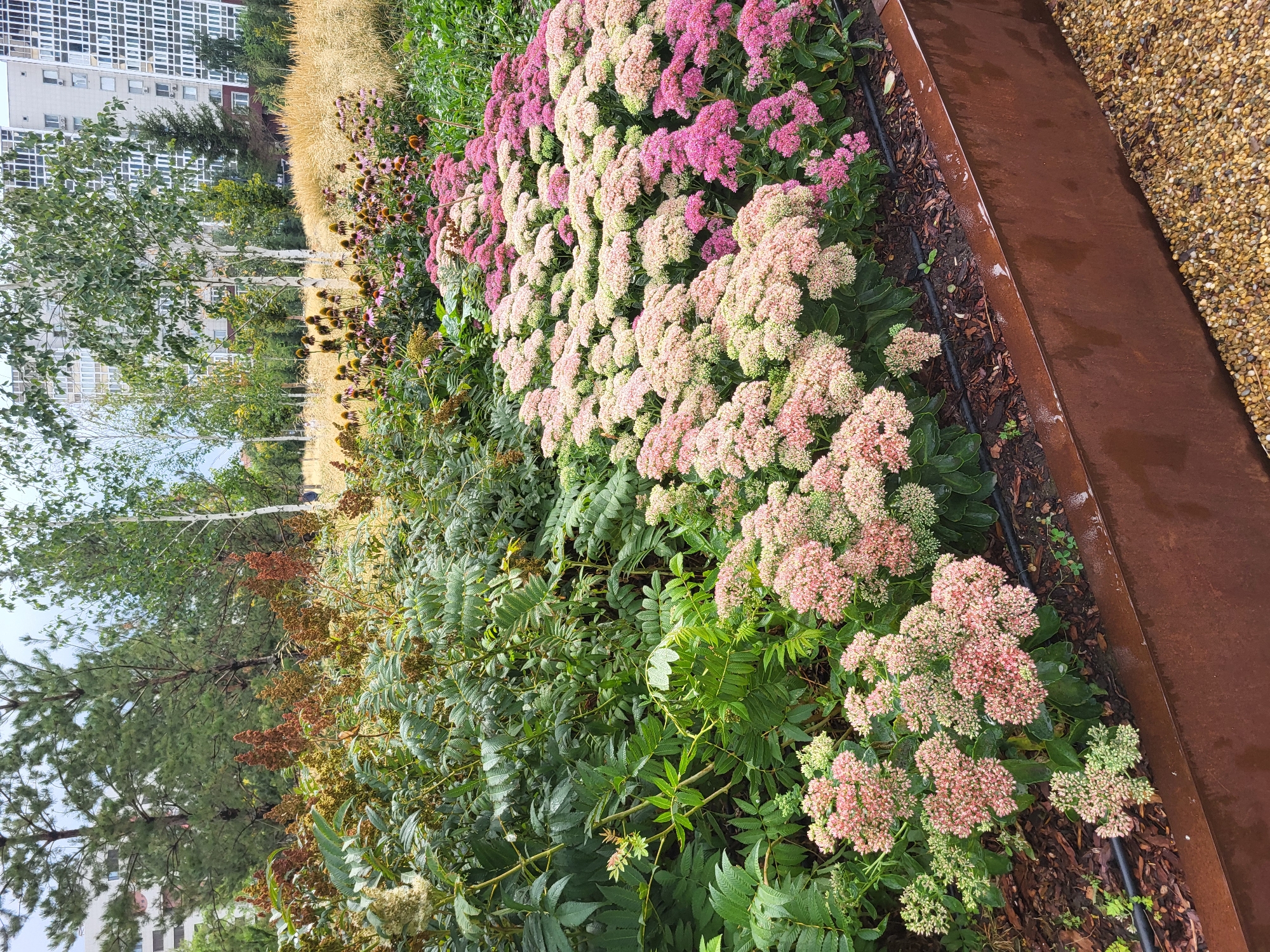 The image depicts a lush garden bed filled with a variety of plants, featuring a dense arrangement of pink and white Sedum flowers in the foreground. Behind these flowers, feathery green foliage and some taller plants with brown seed heads are visible. In the background, trees and modern multi-story buildings can be seen, suggesting an urban setting. The garden bed itself is bordered by a weathered, rusty metal planter box. The ground in front of the planter is covered with small, light-colored gravel. The overall impression is a well-maintained urban landscape, likely in a park or residential area. The buildings in the background with their distinctive architecture are consistent with the style found in Astana, Kazakhstan.