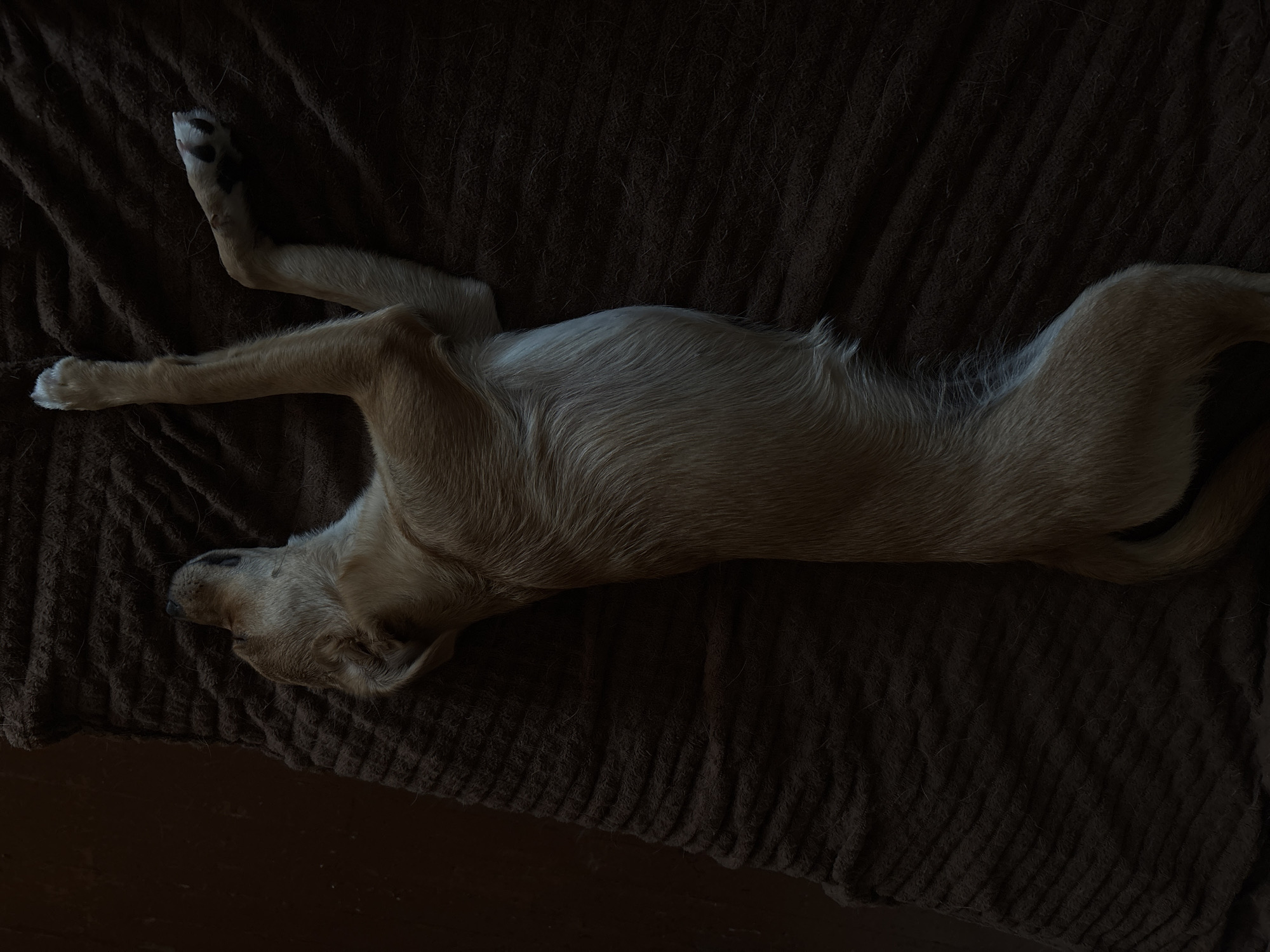 An overhead shot shows a light brown dog sleeping on its back on a brown textured surface. The dog's legs are splayed outwards. The lighting is dim, with shadows obscuring parts of the scene. The image does not provide any information or context to determine its location in the city of Inskoy, Russia.