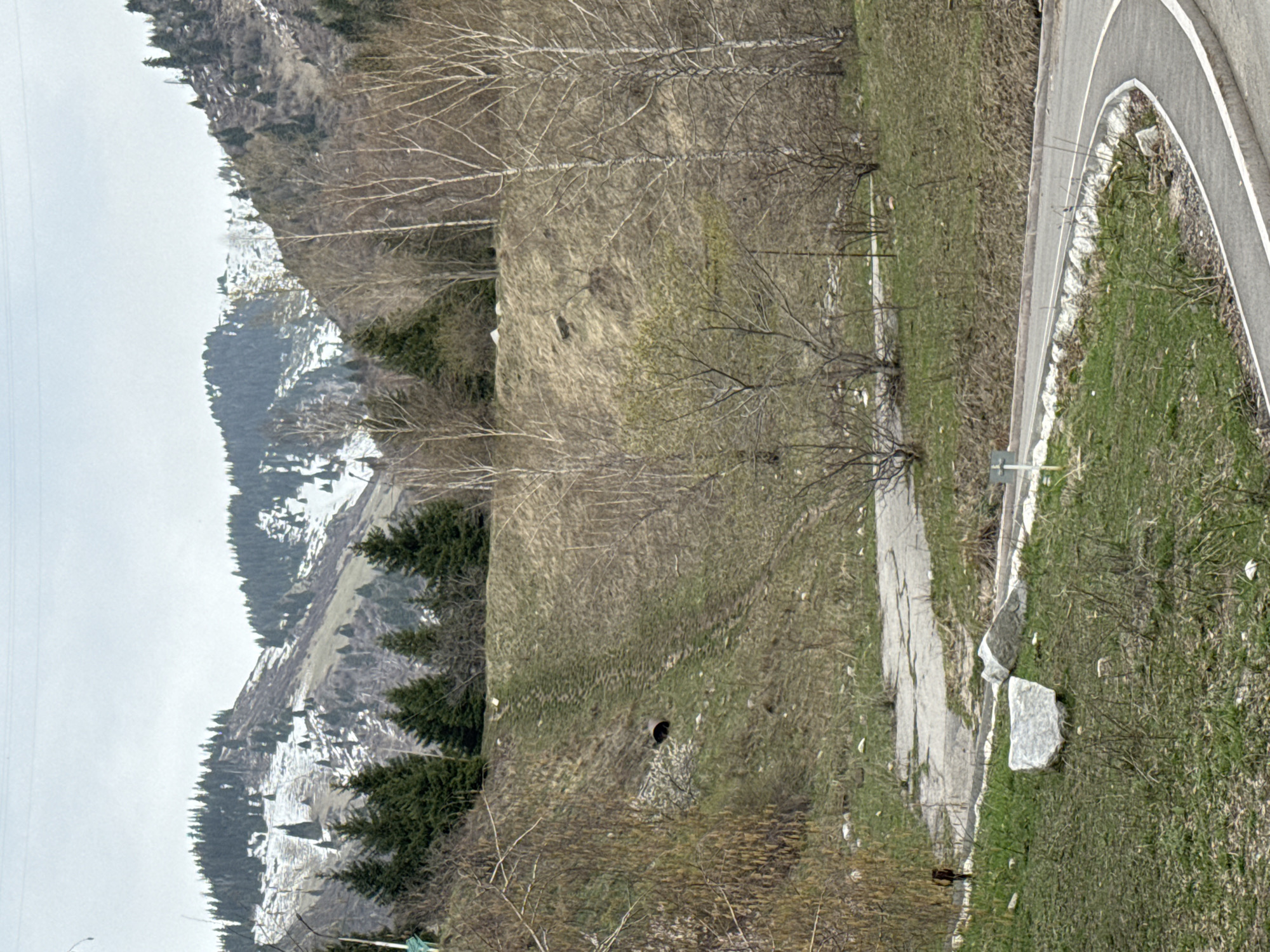 The landscape image, captured in Almaty, Kazakhstan, presents a view of mountainous terrain, likely in early spring or late autumn. The sky is overcast, suggesting a cool, bright daytime without direct sunlight, and there is no visible human activity.
In the foreground and mid-ground, a gently curving paved road with white lane markings occupies the right side of the frame, bordered by a concrete curb. Adjacent to the road is a grassy verge, showing a mix of dry, light brown grass and areas of emerging green foliage. Several large, light-colored rocks are scattered here, and a smaller dirt path runs parallel to the main road. A small, white sign is visible near the road, but no text is legible. Bare deciduous trees, possibly birch, with their pale bark, are scattered across the slopes. A dark, circular culvert or drainage pipe is visible at the base of one of the grassy hills.
Further into the background, the mountain slopes rise, covered with sparse vegetation, patches of green, and dark coniferous forests. The upper reaches of the mountains are still capped with snow, indicating either a recent snowfall or the lingering chill of the season. The overall atmosphere is tranquil and natural.