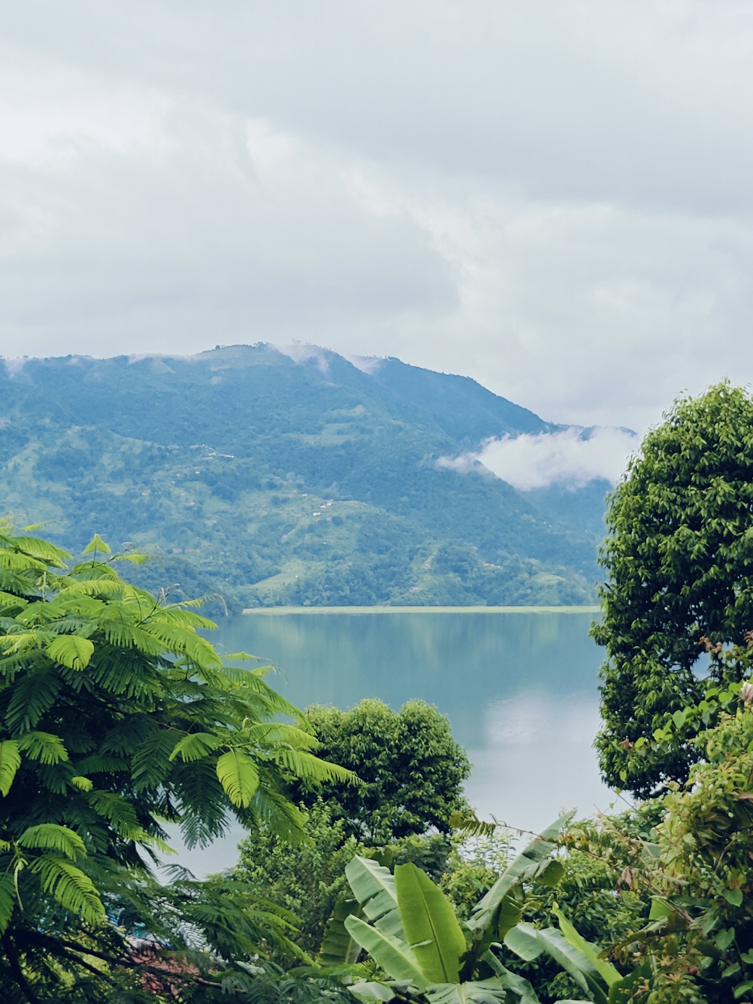 The image captures a serene view of Phewa Lake in Pokhara, Nepal. The foreground is dominated by lush green foliage, with large, vibrant leaves of trees framing the scene. In the mid-ground, the calm, turquoise water of Phewa Lake stretches out, reflecting the overcast sky. Beyond the lake, rolling hills covered in dense vegetation rise up, their slopes dotted with small settlements. The distant mountains are shrouded in a soft, hazy atmosphere, with wisps of clouds clinging to their peaks, suggesting a cool, misty environment. The overall impression is one of natural beauty and tranquility, characteristic of Pokhara's landscape.