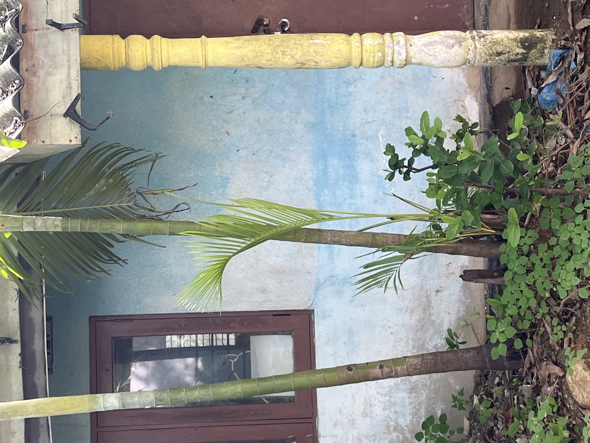 The image, originally rotated 90 degrees counter-clockwise, depicts an outdoor scene dominated by a weathered light blue and white painted wall. Several slender palm trees, characterized by their ringed trunks and green fronds, stand in the foreground and midground, partially obscuring the wall.
Towards the top left of the scene, a section of corrugated metal roofing or siding is visible, from which dark metal hooks protrude. Directly above the blue wall, a horizontal yellow wooden railing or pillar extends across the upper part of the frame. This railing shows signs of wear, with chipped paint and some dark, possibly mossy, discoloration. A small metallic object, resembling a camera or sensor, is attached to the top of the railing near the center.
On the left side of the blue wall, a dark brown window frame with multiple glass panes allows a glimpse of a light-colored object inside. The ground to the right of the wall is covered with diverse green foliage, including small-leaved ground cover and bushier plants, growing from a dark, earthy soil. A small blue object is partially visible within the vegetation near the base of the yellow railing. The scene suggests a tropical or subtropical setting, likely a rustic residential area or backyard. There are no people visible, nor any discernible text. The time of day appears to be daytime, with soft natural light illuminating the scene.