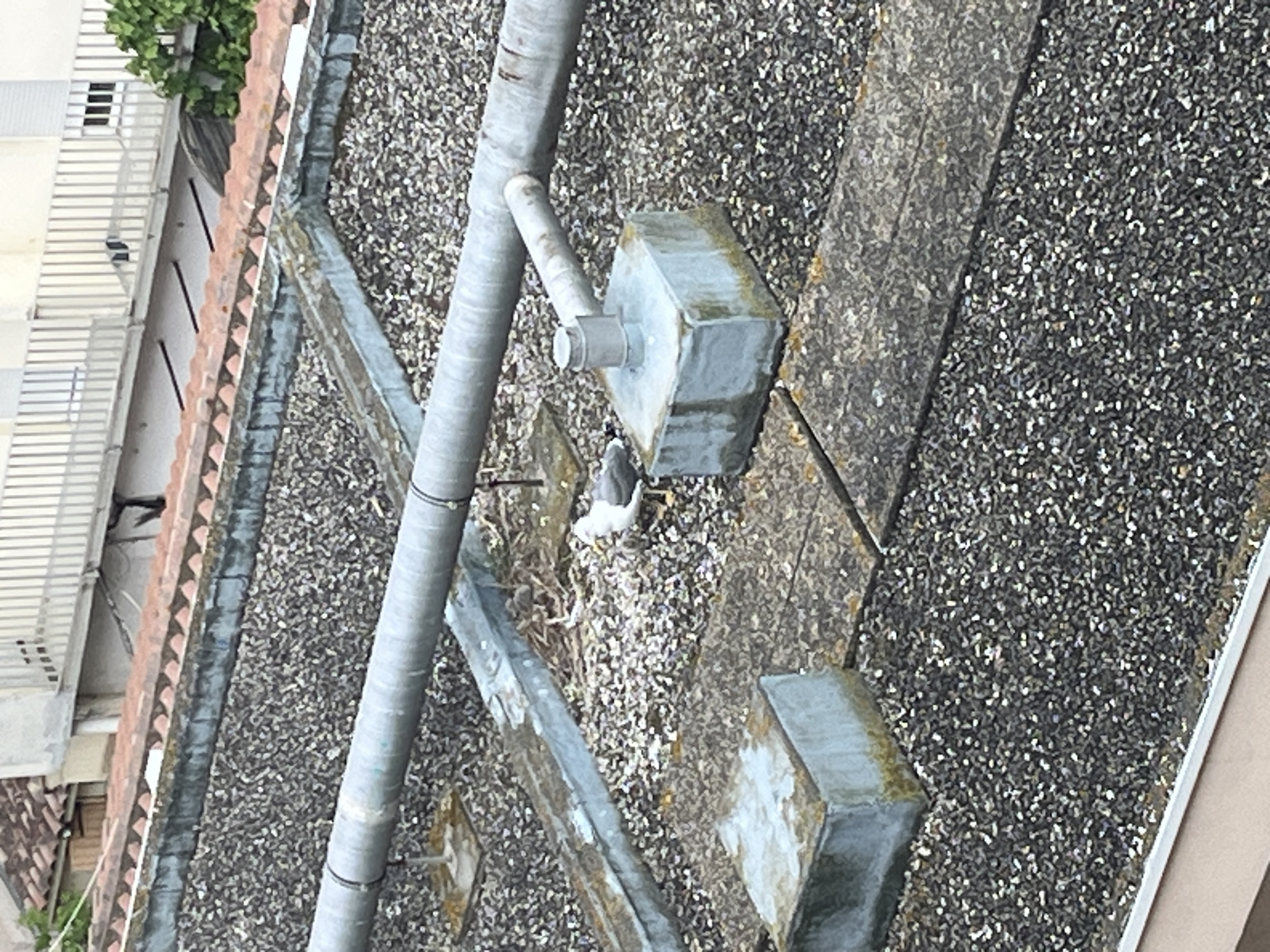 This media file captures an aerial view of a gravel rooftop, likely from a higher vantage point looking down. The image is oriented vertically, showing the length of the rooftop and a nearby building.
The primary subject is a bird, likely a seagull, with white and grey plumage, positioned next to a messy nest made of sticks and debris. The nest is situated on the gravel surface of the roof, near several metallic pipes and a grey, rectangular concrete structure. Another similar concrete block is visible further down the roof. A prominent, large corrugated grey pipe runs across the foreground, while other smaller pipes are also visible.
In the background, to the left, part of another building is visible. It features a terracotta-tiled roof and a light-colored (possibly white or cream) facade with horizontal elements that appear to be railings or louvers. Green foliage, likely from a tree or bush, can be seen next to this building.
The activity taking place is the bird attending to its nest on the rooftop. The scene appears to be set during daytime, under clear weather conditions, given the consistent lighting and lack of shadows indicating specific times like sunrise or sunset. There is no visible text in the image. The urban rooftop setting, with its gravel surface and the style of the adjacent building, is consistent with a location such as Palavas-les-Flots, France.