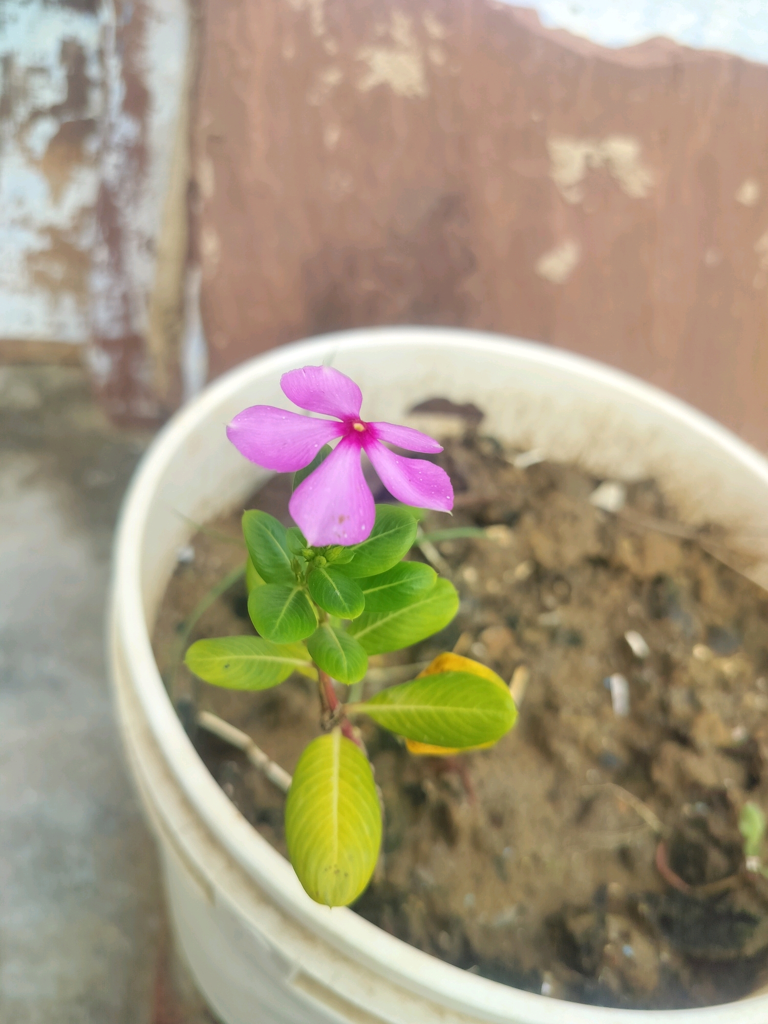 A single, delicate pink flower with a darker pink center blooms from a small plant in a white plastic pot. The plant has several vibrant green leaves, with a few older, yellowing leaves at the bottom. The pot contains dark soil. The background consists of textured, weathered walls in muted brown and white tones. The scene appears to be outdoors, possibly on a balcony or rooftop, given the presence of the pot and the textured wall. The image was taken in Ballabgarh, India.