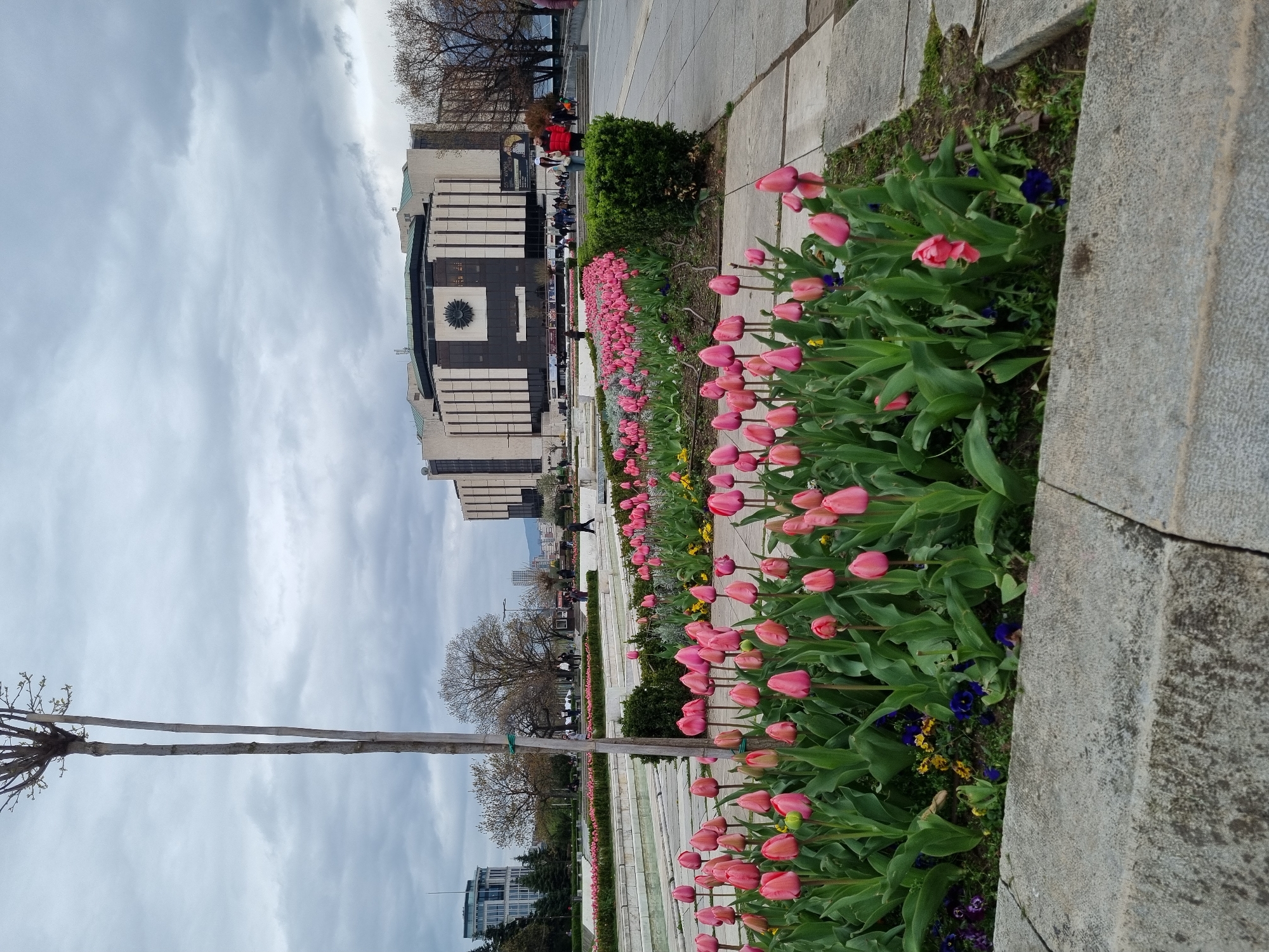 The image depicts a row of pink tulips in a flower bed along a pedestrian walkway in Sofia, Bulgaria. The Alexander Nevsky Cathedral is visible in the background. People are standing near the building, suggesting a public space. The weather appears overcast. The flower bed is bordered by gray stone. A bare tree is to the left of the flower bed.