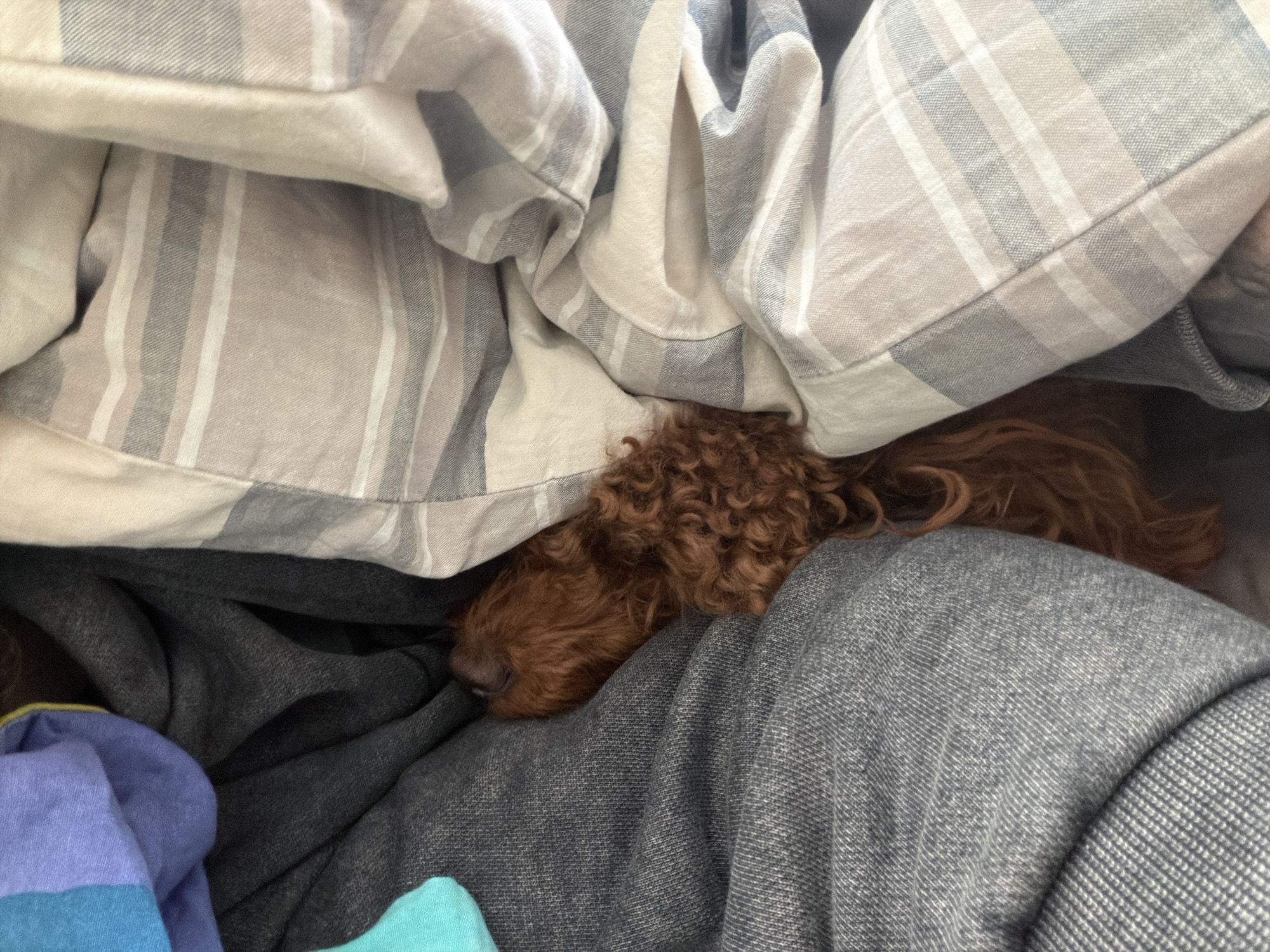 A close-up shot shows a brown, curly-haired dog partially buried under a pile of clothing and linens. The fabrics include gray and white striped material, darker gray fabric, and a hint of blue and teal fabric in the lower-left corner. The dog's head and part of its body are visible. The location is not discernible from the image.