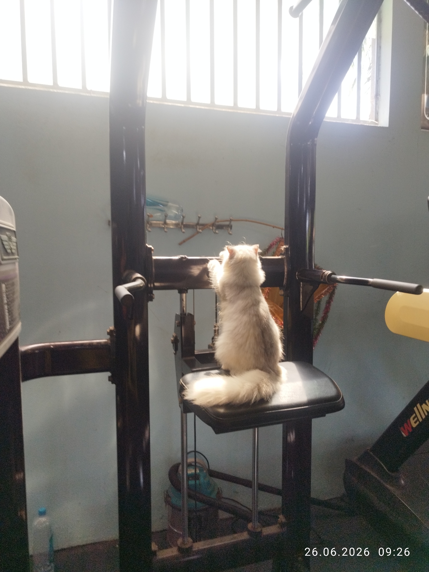 A fluffy, light-colored Persian cat is standing on the seat of a weight machine, with its paws resting on the pull-up bar. The cat is facing away from the camera, looking towards a window with blinds. The scene appears to be an indoor gym or exercise area, possibly in a home. The lighting suggests it is daytime, with sunlight streaming in from the window. To the right of the weight machine, part of a treadmill is visible, with the word "WELLNESS" on it. The walls are a pale blue, and the floor is dark. There is a blue gas cylinder visible on the floor in the background. The image is dated "26.06.2026 09:26". While the image is set in Mũi Né, Vietnam, this specific location within the city cannot be determined from the visual information provided.