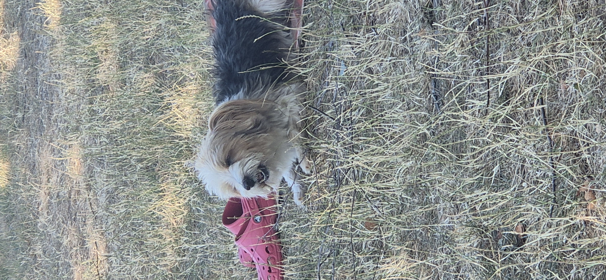 The image shows a small, scruffy dog lying on dry grass next to a pink Croc shoe. The dog has white, tan, and dark gray fur. It is lying down with its eyes partially closed and its mouth open, as if panting or about to bark. The dog appears to be resting. The ground is covered in dry, light brown grass and some scattered twigs. The pink Croc is lying on its side, with the heel facing away from the dog. The scene is outdoors and appears to be in a park or a natural area. There is no information to suggest this location is in the city of Mainz, Germany.