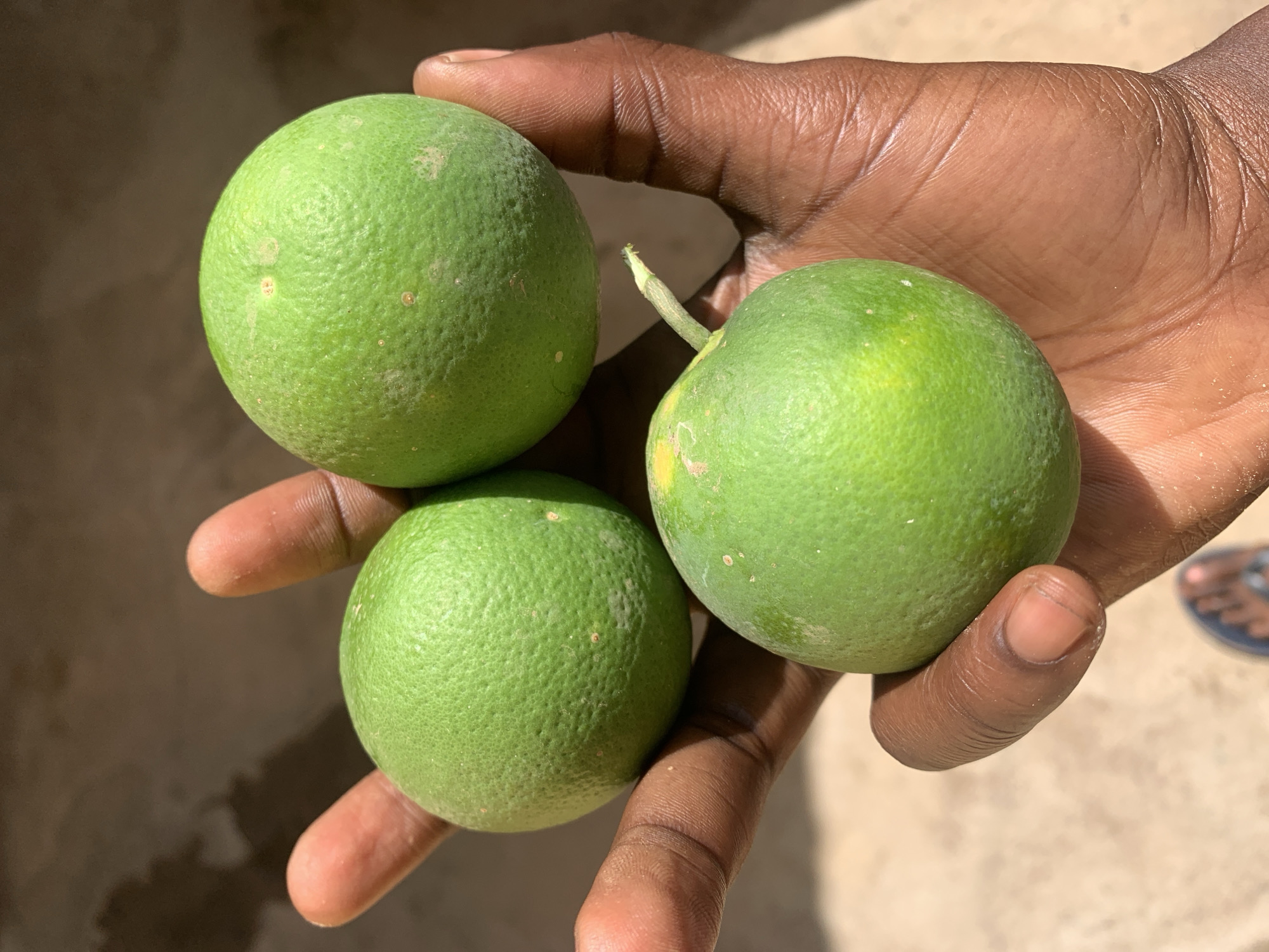 A close-up shot shows a dark-skinned hand holding three green, round citrus fruits, possibly limes or unripe lemons. One of the fruits has a short stem attached. The background appears to be a sunlit, neutral-toned surface. The image was taken outdoors in Rafin Par, Nigeria, as specified in the prompt.
