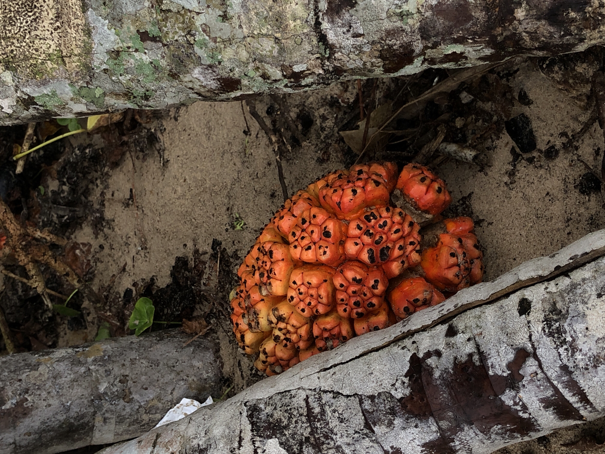 An orange, pineapple-like fruit rests on sandy ground between the bases of two trees. The fruit is round and segmented, with each segment containing dark spots. The trees have rough, grey-brown bark. The ground is sandy with some dry leaves and twigs scattered around. The scene is likely outdoors, possibly in a tropical or subtropical environment, given the nature of the fruit and vegetation. The location in Kathaluwa, Sri Lanka, suggests a coastal or inland area with a tropical climate.