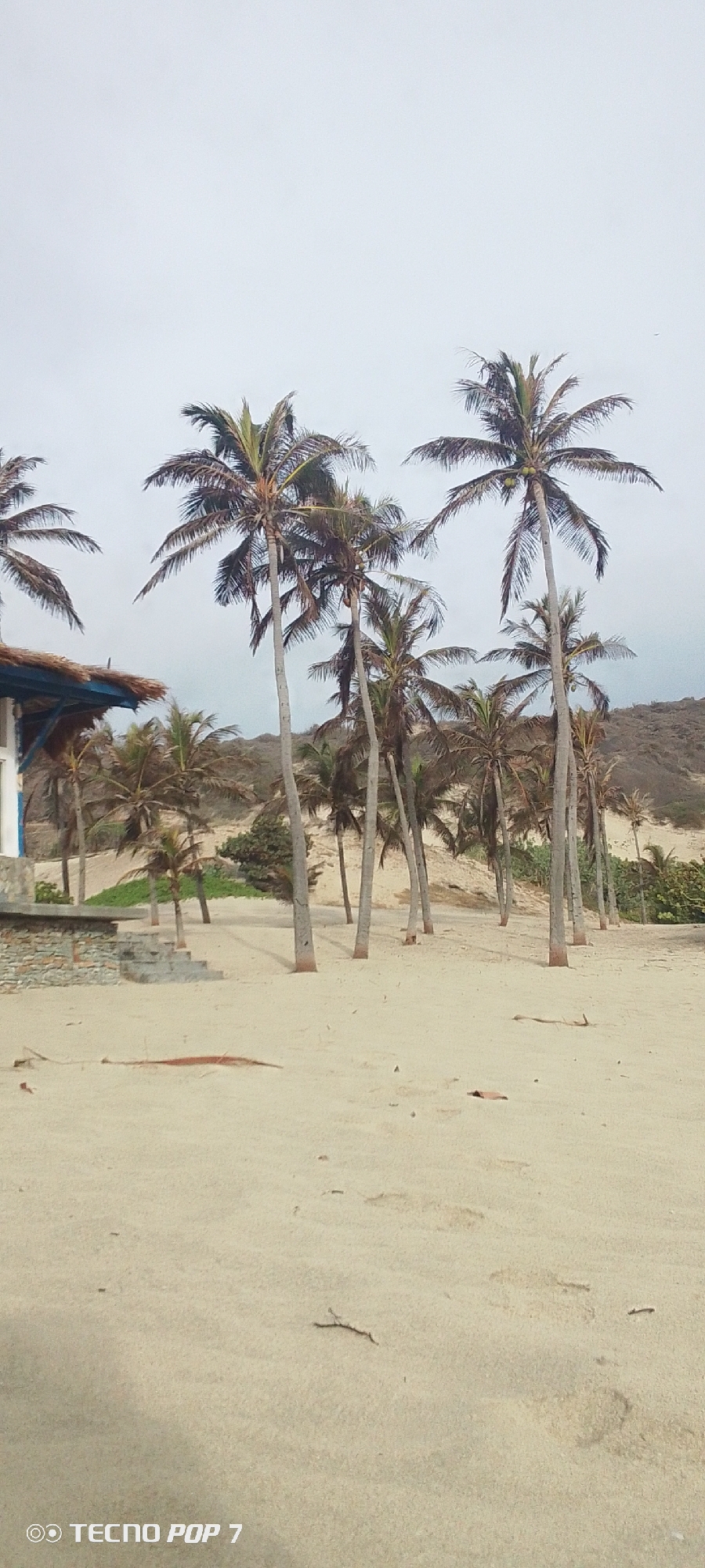 The image depicts a beach scene in Pedro González, Venezuela. There is a cluster of tall, thin palm trees in the center of the frame. To the left, part of a small building with a blue-trimmed roof is visible. The foreground is dominated by a sandy beach with scattered debris, including small twigs and what appears to be a piece of dried palm frond. In the background, a low, sandy hill and some green vegetation are seen. The sky is overcast. The lower left corner of the image has a "TECNO POP 7" watermark.