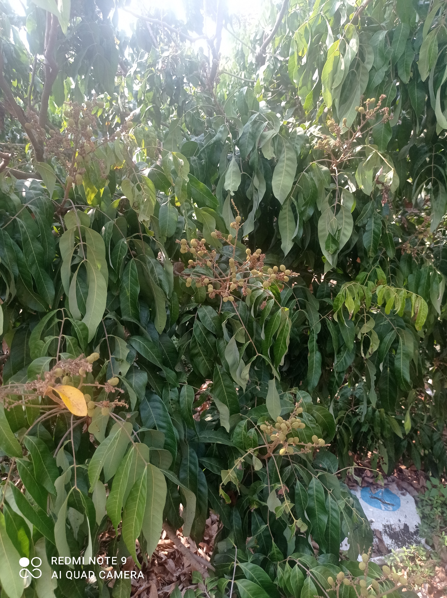 The image shows a close-up view of a longan tree with clusters of developing fruit and numerous green leaves. The tree appears to be outdoors, with sunlight filtering through the canopy, creating bright highlights. The background is a dense mass of foliage and branches, with some dry leaves and debris visible on the ground. A small portion of a white object with a blue circular marking is also present at the bottom right of the image. The lower-left corner of the image contains a watermark indicating "REDMI NOTE 9 AI QUAD CAMERA". The scene is likely located in Cipawon, Indonesia, as per the prompt, suggesting a tropical or subtropical environment suitable for longan cultivation.