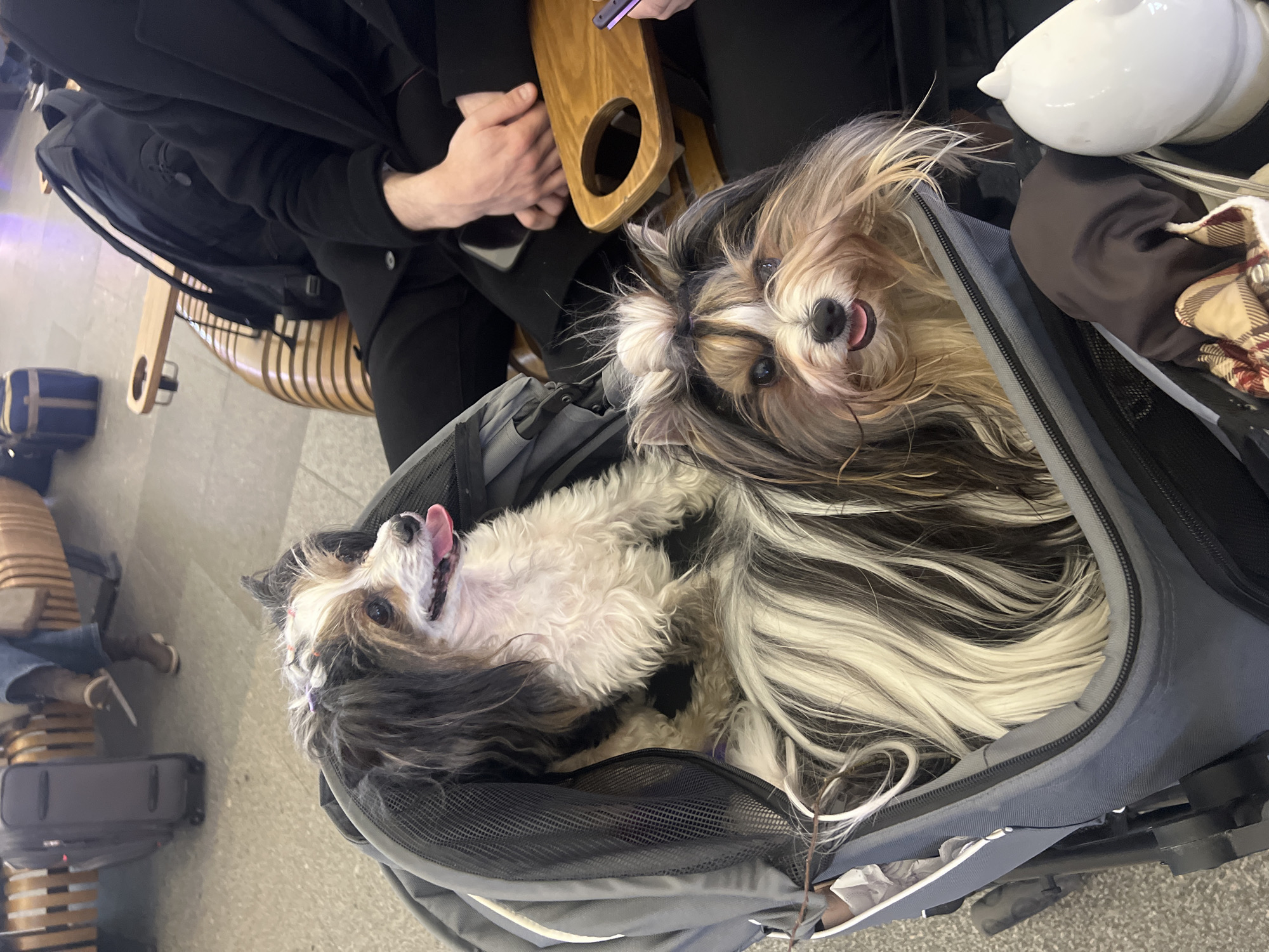 Two small, long-haired dogs are in a grey pet stroller. One dog is on its back with its tongue out. The other dog is sitting up and looking at the camera, also with its tongue out. A person is sitting next to the stroller, holding a phone. The setting appears to be an airport or train station, based on the seating and luggage in the background. The location in Saint Petersburg, Russia, cannot be determined from the provided image.