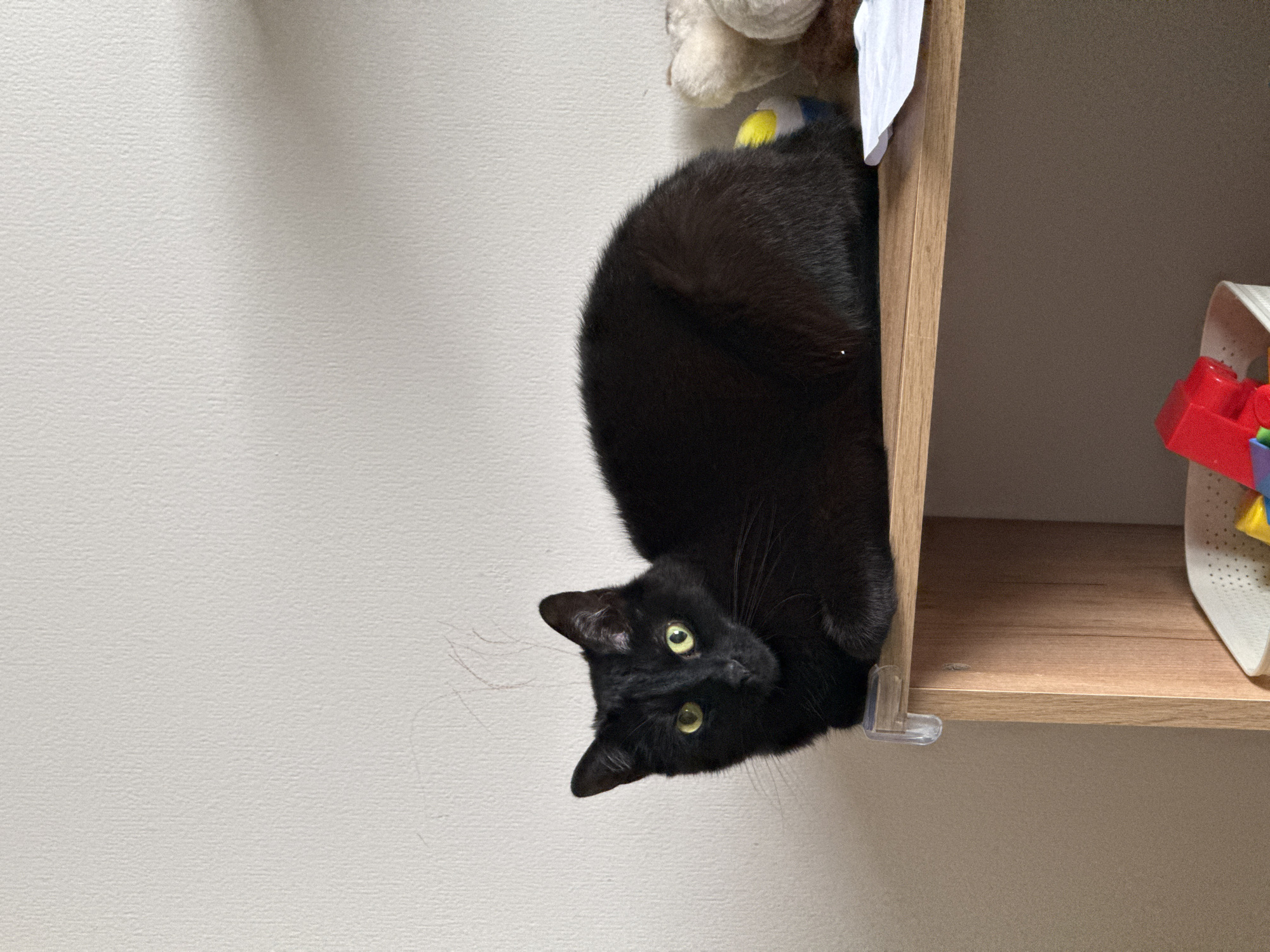 The image depicts a black domestic cat resting on a light-colored wooden shelf, located in the city of Izhevsk, Russia. The cat, the primary subject, is positioned in a relaxed, loaf-like posture, facing directly towards the viewer with its head slightly cocked. It possesses short, dense black fur and striking bright yellow-green eyes with vertically elliptical pupils. Visible whiskers extend from its muzzle.
The wooden shelf, exhibiting a noticeable grain pattern, features a clear plastic child-safety corner guard affixed to its front left edge. The wall behind the cat and shelf is a plain, light off-white color with a subtle textured pattern. Several thin, irregular scratch marks are present on the wall surface above and to the left of the cat's head.
On the right side of the shelf, behind the cat's body, partially obscured objects include a light-colored, possibly cream, plush toy, a yellow and blue object that appears to be another toy, and a white sheet of paper. Below the shelf, a segment of the wooden shelving unit's vertical support is visible. Further down, a white plastic storage basket containing colorful plastic toy blocks, including red, yellow, and blue pieces, is partially visible. The scene is illuminated by ambient indoor light, creating soft highlights on the cat's fur and eyes.