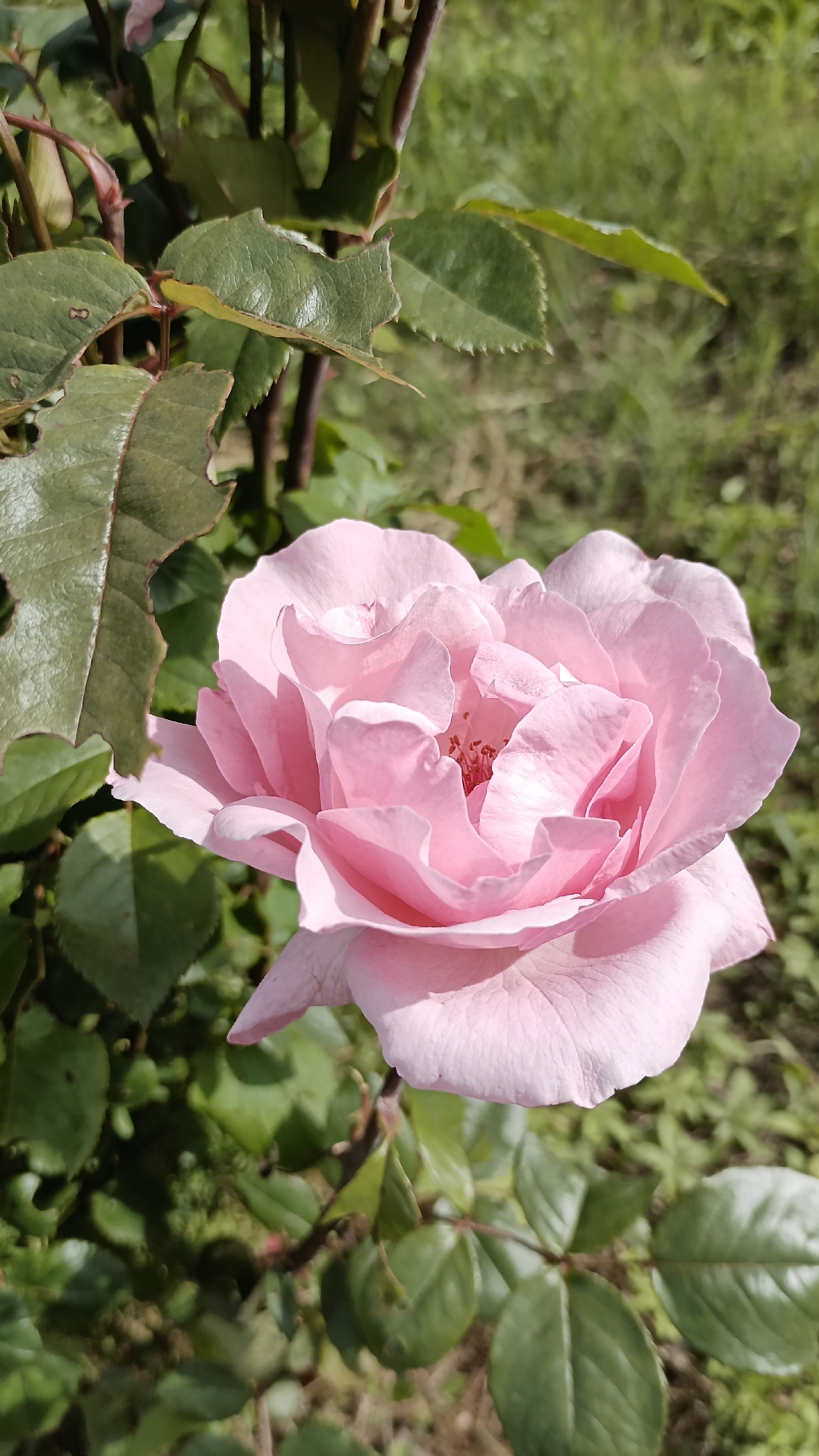 A close-up shot of a pale pink rose in bloom. The rose is surrounded by green leaves and stems. The location is Mihaylovtsi, Bulgaria. The background is blurred, suggesting a garden or park setting. There are no people in the image. The rose is the main subject, filling the majority of the frame. The petals are soft and delicate, with a subtle texture. The leaves are a darker green, providing a contrast to the rose's color.