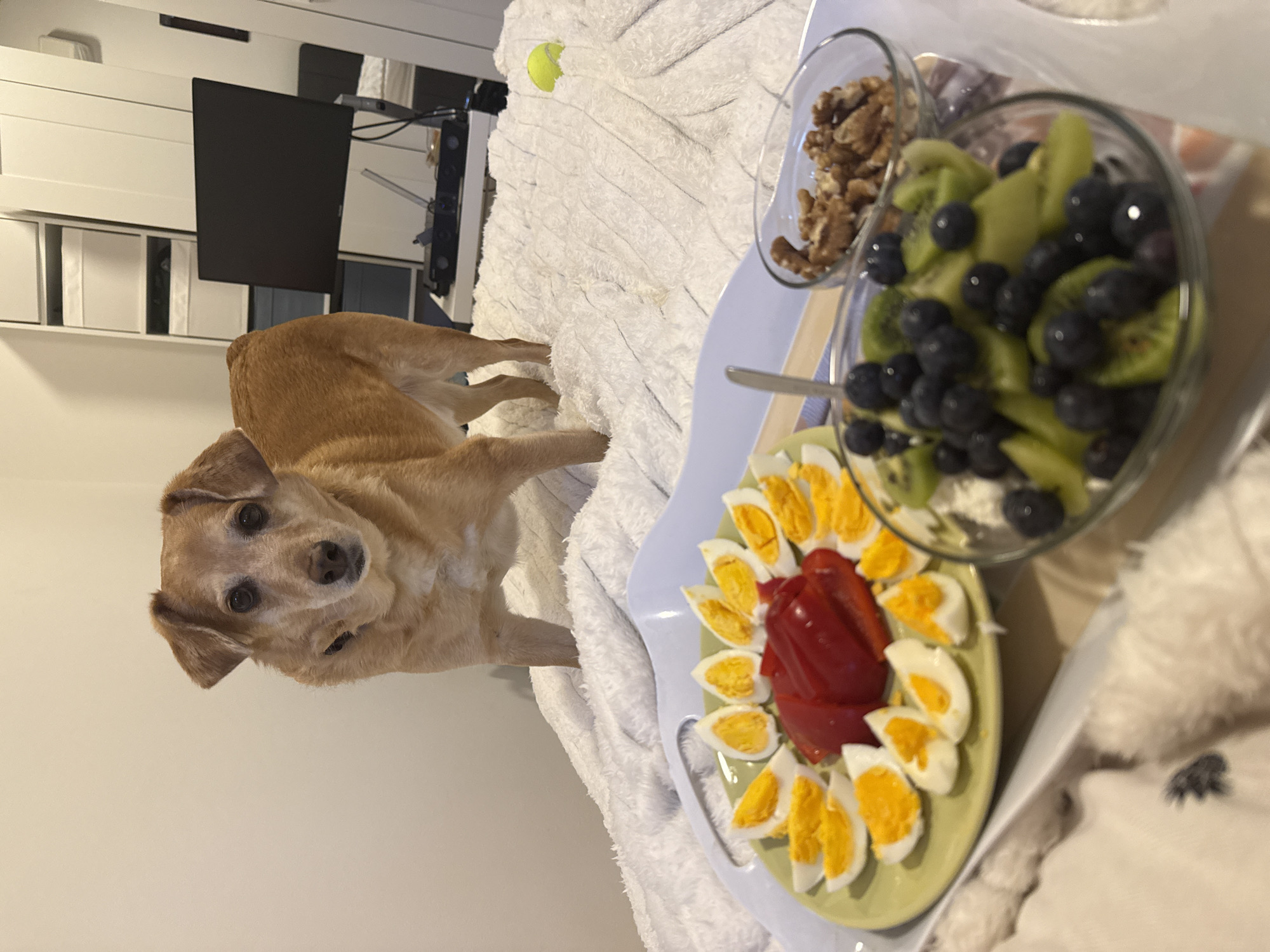 A medium-sized, light brown dog is on a white comforter near a tray holding a plate of sliced eggs and red bell peppers, a bowl of blueberries and kiwi, and a bowl of walnuts. In the background, a monitor sits on a white cabinet. A tennis ball is visible on the comforter. The image was taken indoors. It is impossible to verify that the image was taken in the City of Zagreb, Croatia.