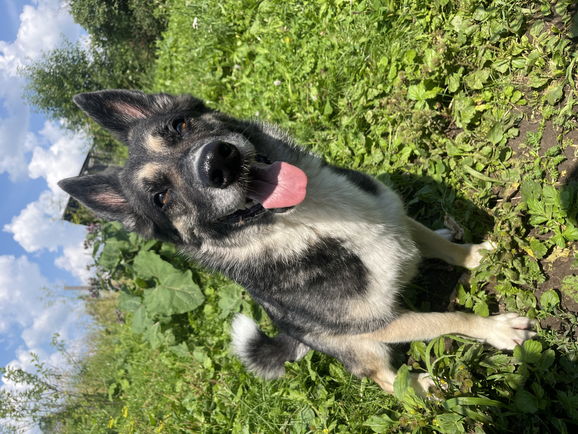 A medium-sized dog with grey, black, and white fur is sitting on the ground in a grassy, outdoor setting. The dog is panting with its tongue out and appears to be looking directly at the camera. The background consists of green foliage, some larger plants with broad leaves, and trees. The sky above is blue with scattered white clouds. The scene suggests a warm, sunny day in a natural or semi-wild environment, potentially a park or backyard. There are no people or man-made structures immediately visible.