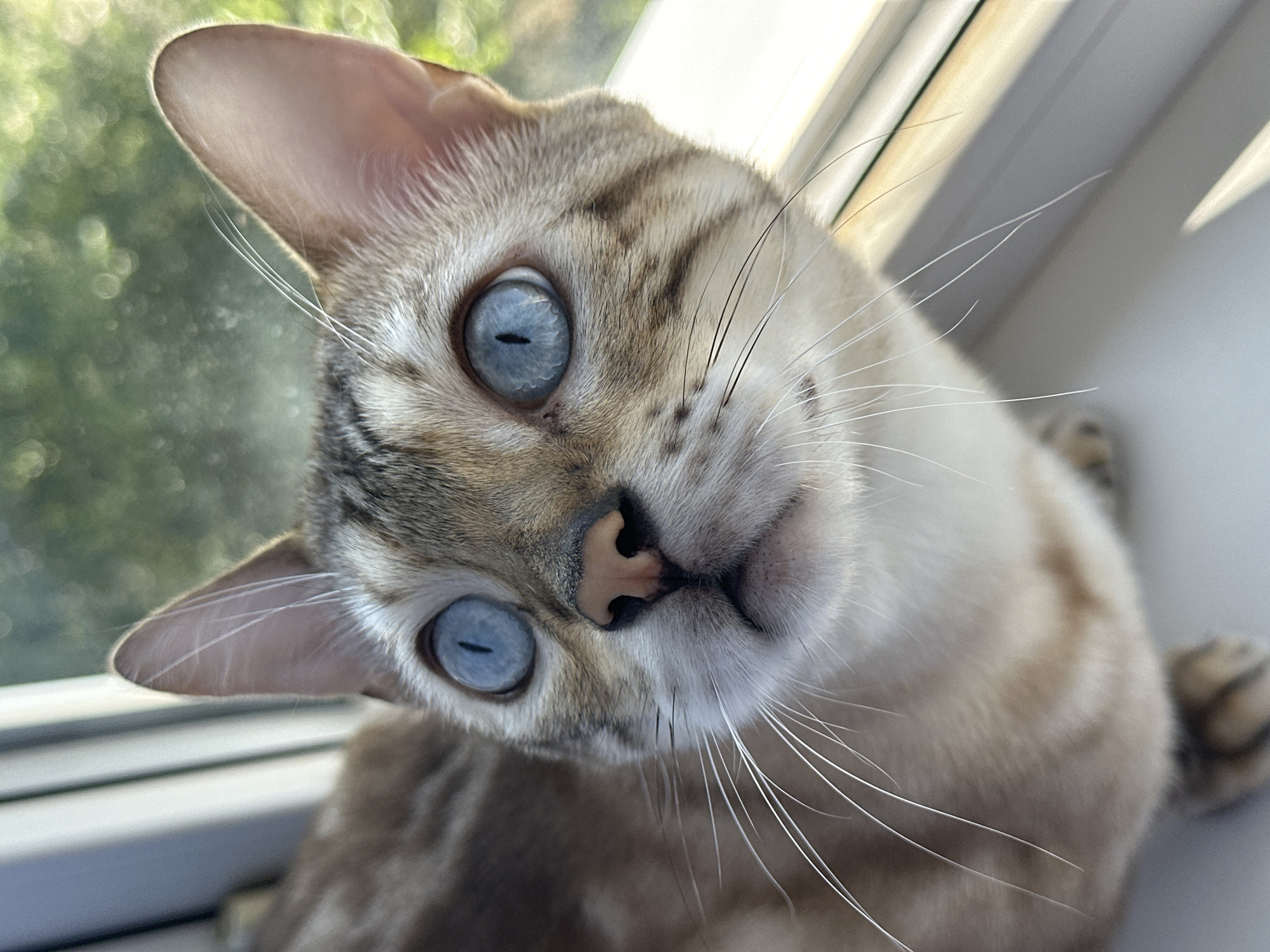 A close-up, eye-level, indoor shot shows a purebred snow Bengal cat with striking blue eyes looking upwards and slightly to the left. The cat has a pale, cream-colored coat with tabby markings on its head and back. Its nose is a soft pink, and long, white whiskers fan out from its muzzle. The background is blurred, suggesting an outdoor scene with green foliage and sunlight. The cat is positioned near a window frame, indicated by the white vertical blinds and the bright light source from the right. The scene appears to be within a residential setting in the city of Energetik, Russia.