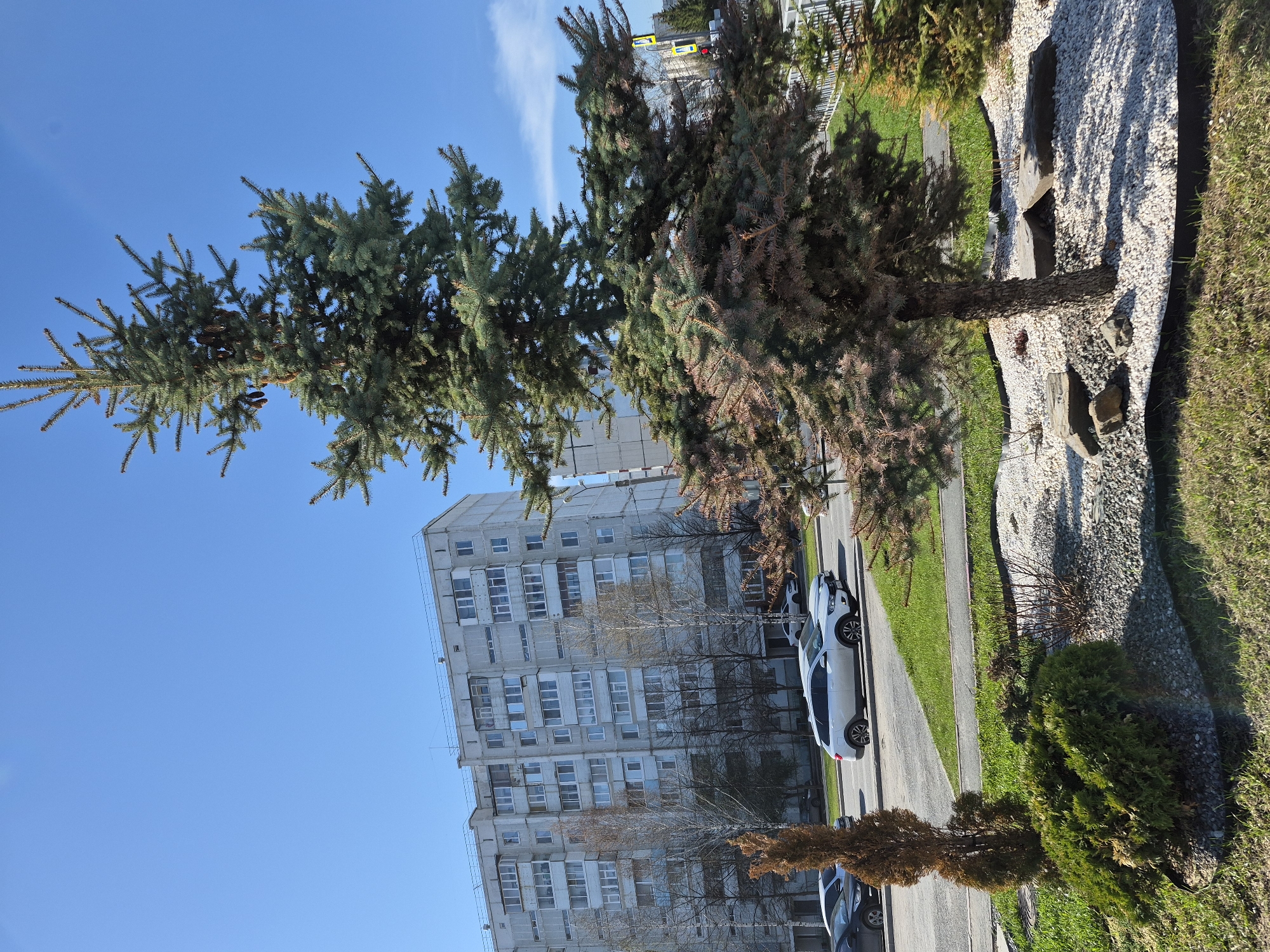 The image shows a cityscape in Tobolsk, Russia, featuring an apartment building as the primary architectural element. In the foreground, two pine trees frame the view. A white car is parked alongside a narrow road next to a strip of green grass. A landscaping bed filled with white gravel and decorative rocks runs parallel to the road. The sky is clear blue with a few wispy clouds.