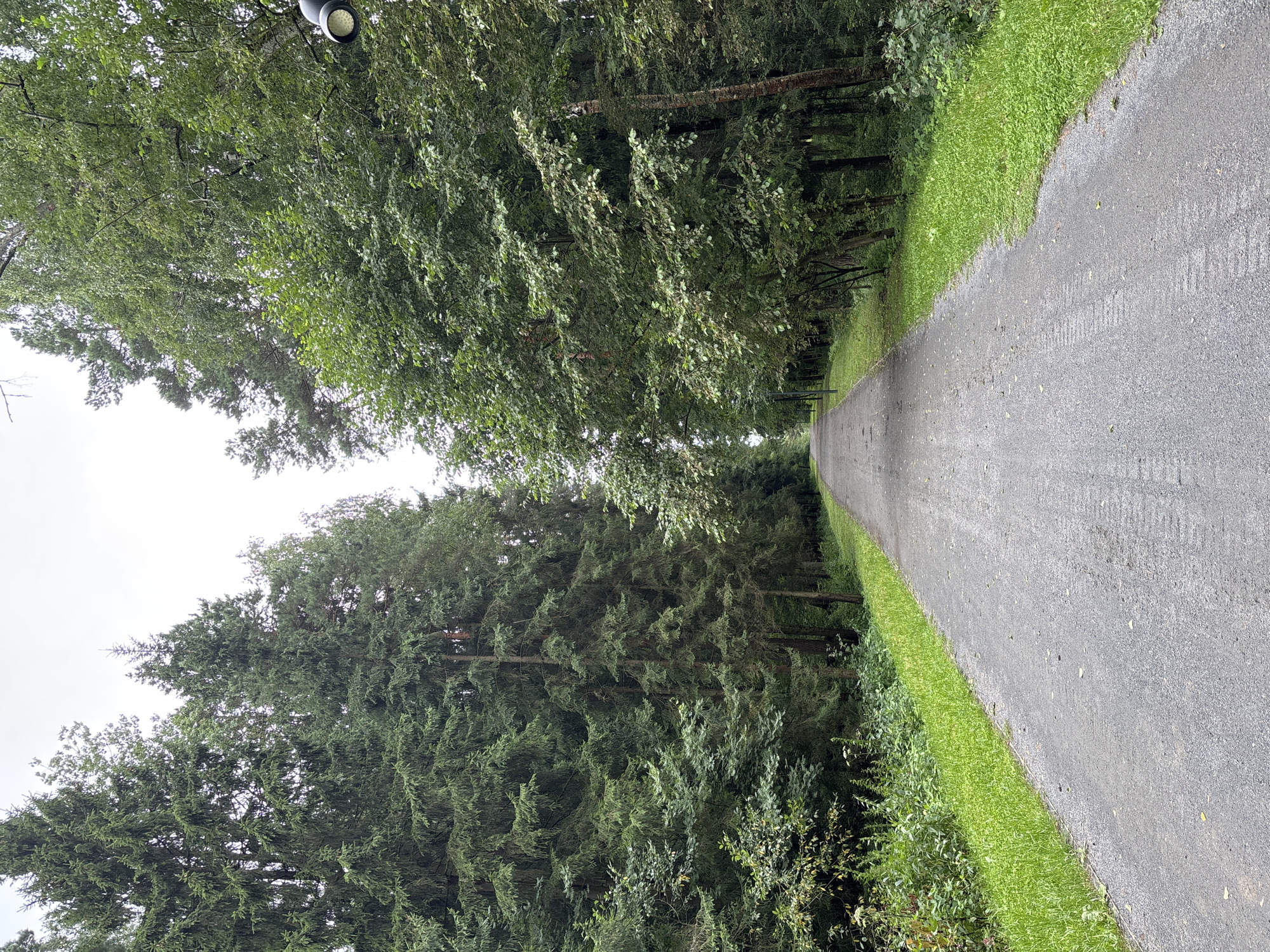 A paved pathway curves through a dense forest of tall, mature coniferous and deciduous trees under an overcast sky. The pathway is dark gray with a textured surface, showing tire tracks in places, and is bordered on both sides by vibrant green grass. On the right side of the path, two modern, black outdoor lights are visible mounted on poles, partially obscured by foliage. The trees on the left appear to be predominantly fir or spruce, with dark green needles, while the trees on the right are a lighter, brighter green with broader leaves. The scene suggests a park or recreational area within a wooded environment in Pavlovskaya Sloboda, Russia.
