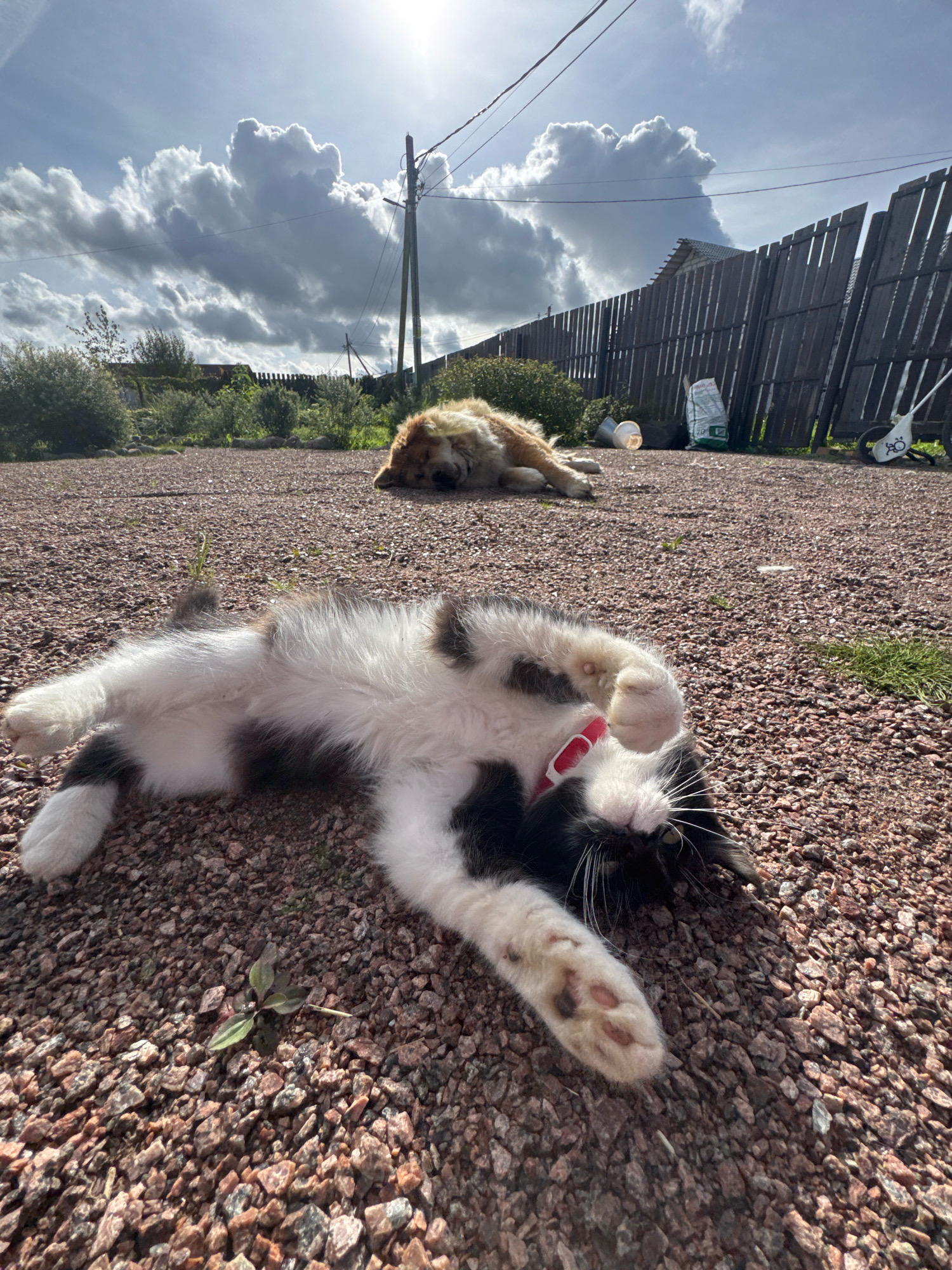In Kempelevo, Russia, on a sunny day with dramatic clouds, a black and white cat is lying on its back on a gravel ground. The cat is on its side with its legs in the air, appearing relaxed. In the background, a fluffy brown dog is sleeping on the same gravel surface. Behind the animals, a weathered wooden fence encloses an area with some greenery and a few scattered objects, including a bag of fertilizer. A telephone pole with wires stands to the left, silhouetted against the bright sky. The scene suggests a peaceful outdoor setting in a rural or suburban area.