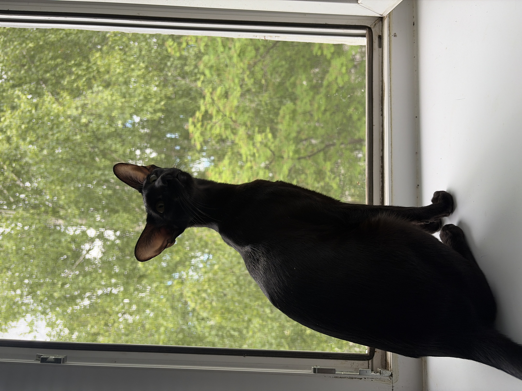 A sleek black cat sits on a white windowsill, silhouetted against a backdrop of green foliage viewed through a window screen. The cat is facing away from the viewer, looking upwards and to the right. The window frame is white, and the screen has a fine mesh. The scene appears to be indoors, with the window offering a view of trees outside. There are no people or other animals present. The overall impression is one of quiet observation. The location is specified as Chaikovsky, Russia.
