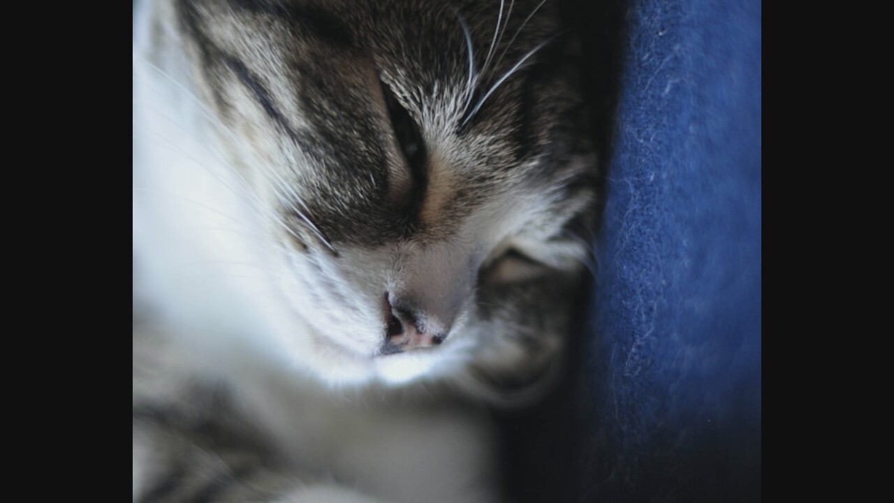 An extreme close-up shows the face of a sleeping tabby cat. The cat is lying on a dark blue, textured surface. Its eyes are closed, and its nose is visible. The fur is a mix of gray, black, and white, with distinct tabby markings on its forehead and around its eye. The lighting is soft, casting a gentle glow on the cat's face. The background is blurred, focusing all attention on the cat.