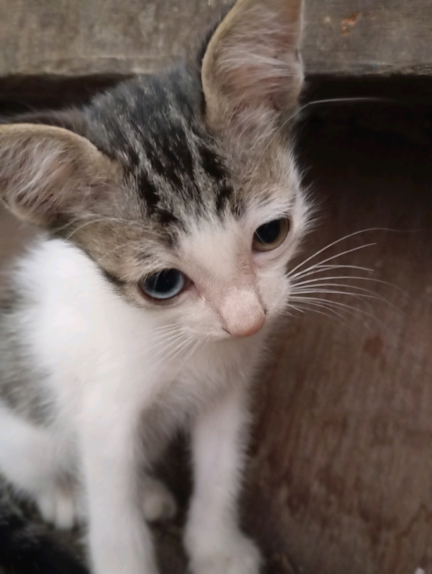 A close-up, high-angle shot captures a young kitten with heterochromia, one eye blue and the other brown. The kitten's fur is a mix of white, gray, and black tabby markings on its head and back. Its ears are large and perked, and its whiskers are prominent. The kitten is looking downwards and to the right of the frame. The background consists of weathered, light-brown wooden planks, suggesting an outdoor or rustic setting. The lighting is natural, casting soft shadows on the kitten and the wooden surface. The scene appears to be located in Balikpapan, Indonesia, given the characteristic wooden structures and the general appearance of the environment. There are no humans or other animals visible in the image.