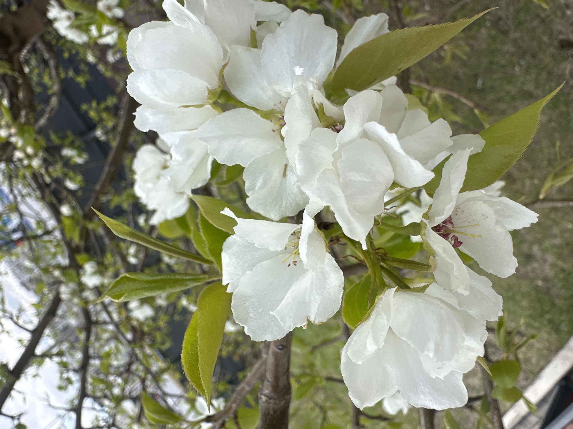 The image shows a close-up of white blossoms with green leaves. The flowers appear to be part of a tree branch, positioned at an angle. The background reveals hints of other tree branches and a blurry suggestion of urban buildings. Based on the prompt's information, the scene is located in the city of Krasnoyarsk, Russia. Specific architectural details or other contextual clues within the image that confirm the precise location are not present. No people are visible in the scene.