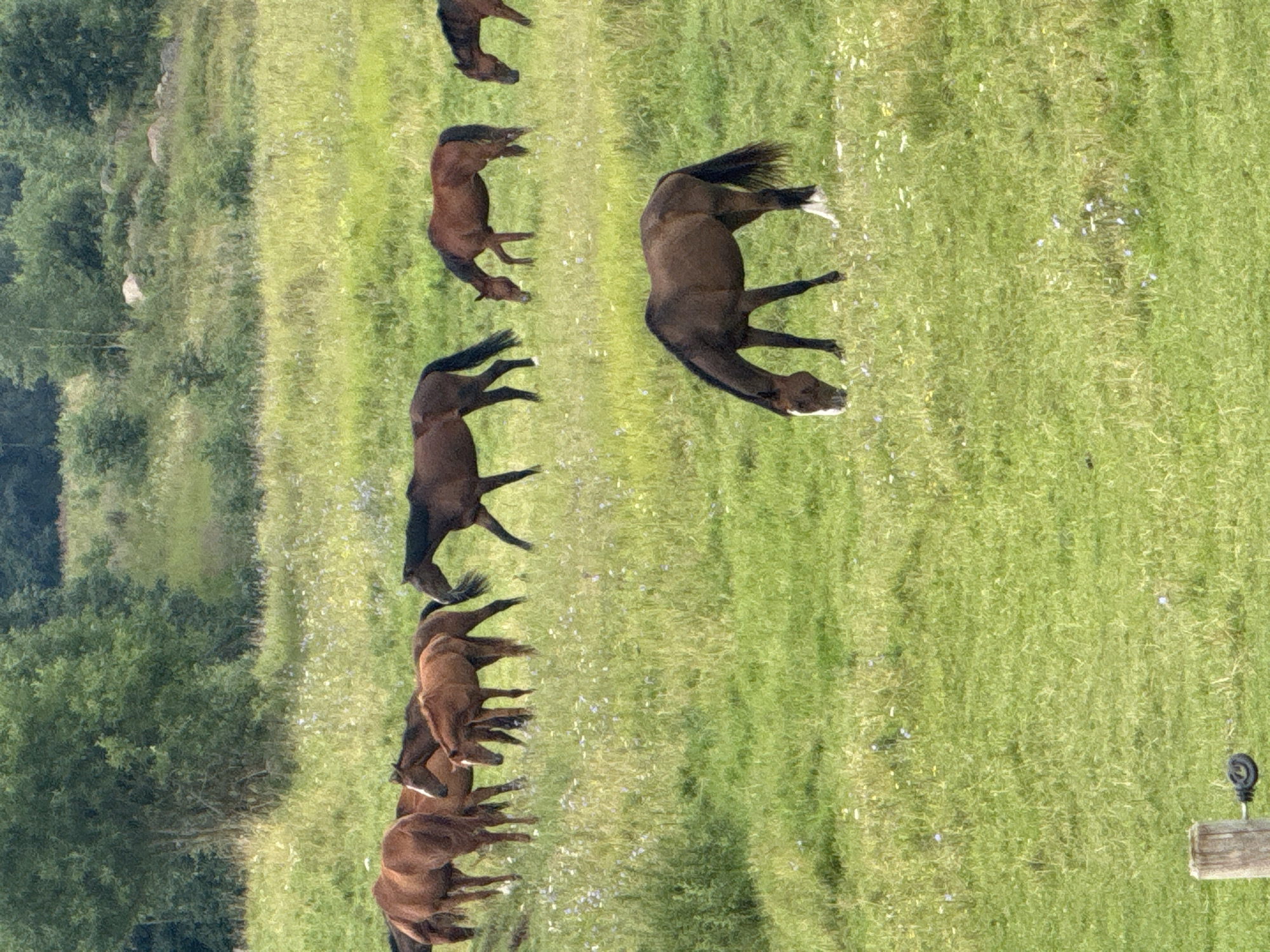 A herd of brown horses grazes in a lush green meadow in Galinė, Lithuania. The horses are of various sizes and shades of brown, with some appearing to be adults and others foals. They are spread out across the field, with most of them grazing peacefully with their heads down. In the background, rolling hills covered in trees and vegetation create a picturesque rural landscape. The sky is not visible in this shot. The scene conveys a sense of tranquility and natural beauty.