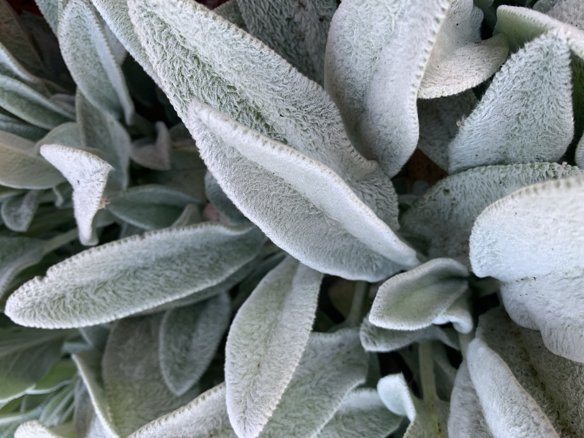 The image is a close-up, overhead shot of lamb's ear plants. The leaves are ovate, with a soft, fuzzy texture and a silvery-green color. The edges of the leaves are slightly serrated. The plants are densely packed, creating a lush, carpet-like appearance. The lighting is even, with no harsh shadows. There are no people or animals visible in the image. The location is not specified.