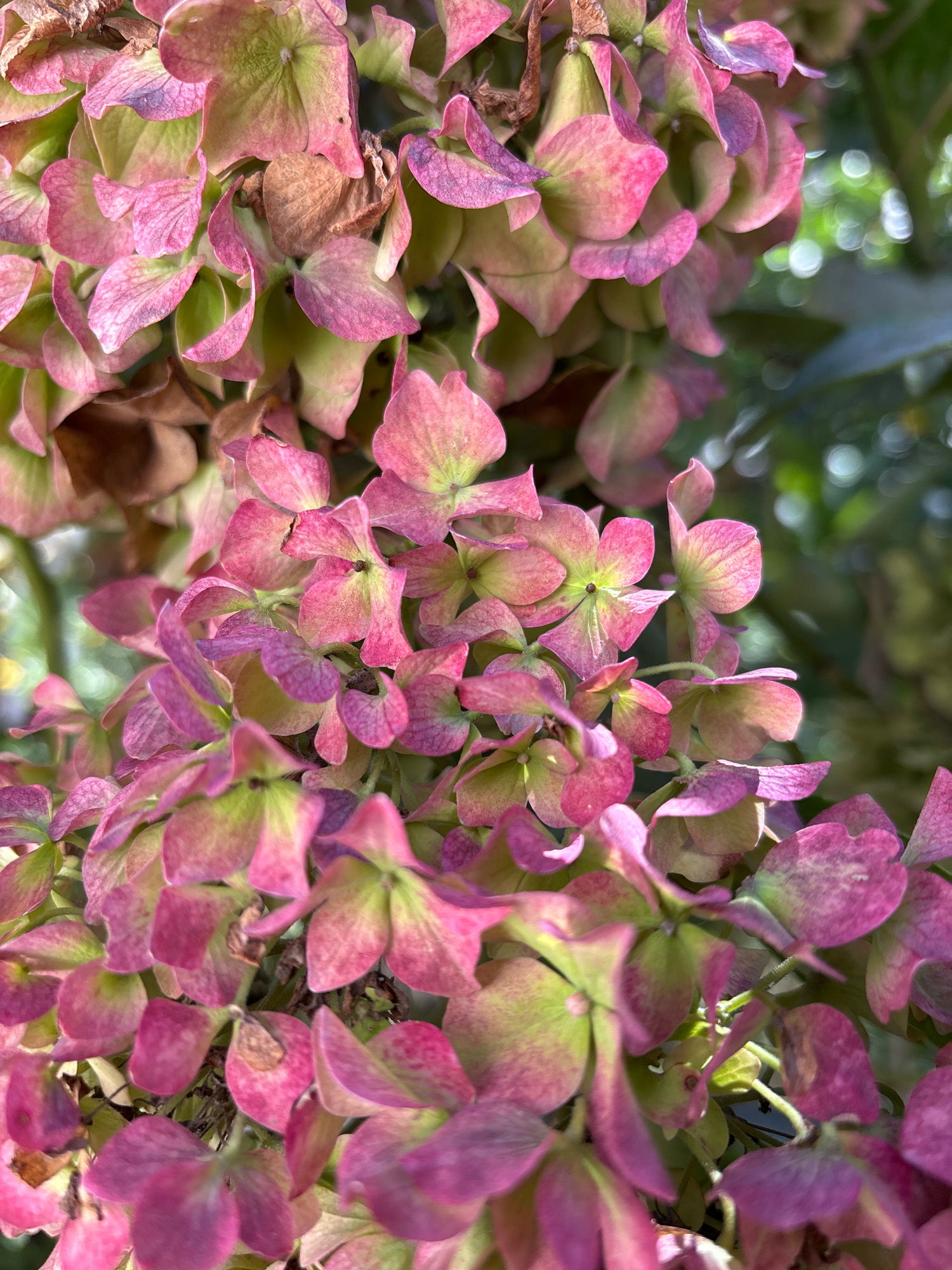 A close-up, vertical shot captures a cluster of fading hydrangea blossoms. The petals display a gradient of colors, ranging from vibrant pinks and purples to soft greens and dried browns. Some petals are delicate and curled, while others appear more intact. The background is softly blurred, with hints of green foliage and bokeh lights suggesting an outdoor setting. The lighting is natural and diffused, highlighting the textures and subtle color variations of the flowers. The location is noted as Unknown, Abkhazia.