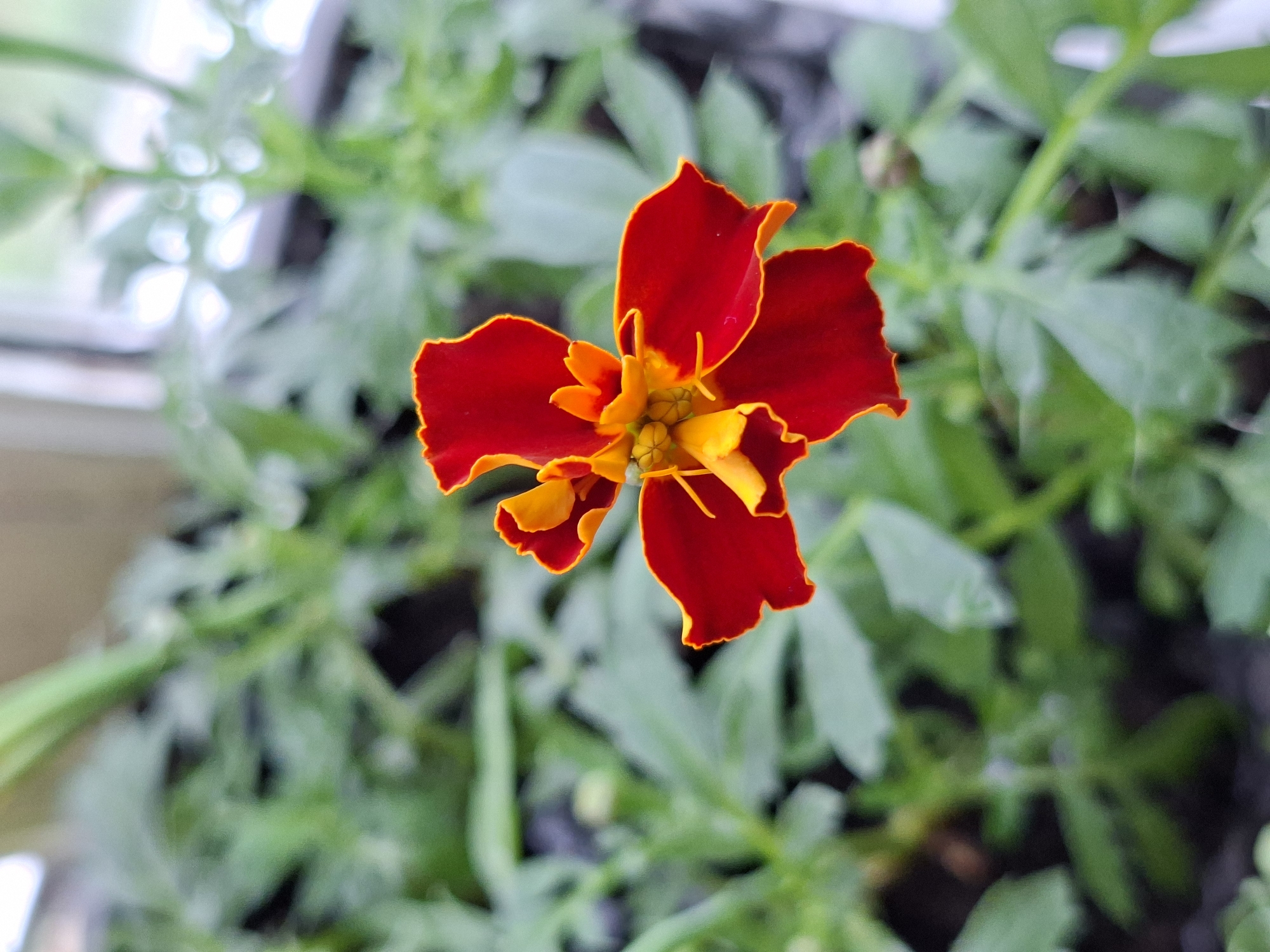 A high-angle close-up shot of a red and orange marigold flower in full bloom, surrounded by green foliage. The flower is centered in the frame, displaying its vibrant colors. The background is slightly blurred, emphasizing the flower as the primary subject. The location is an indoor setting, possibly a windowsill or plant container, indicated by the presence of the window frame in the top-left corner. The city and specific location are unknown.