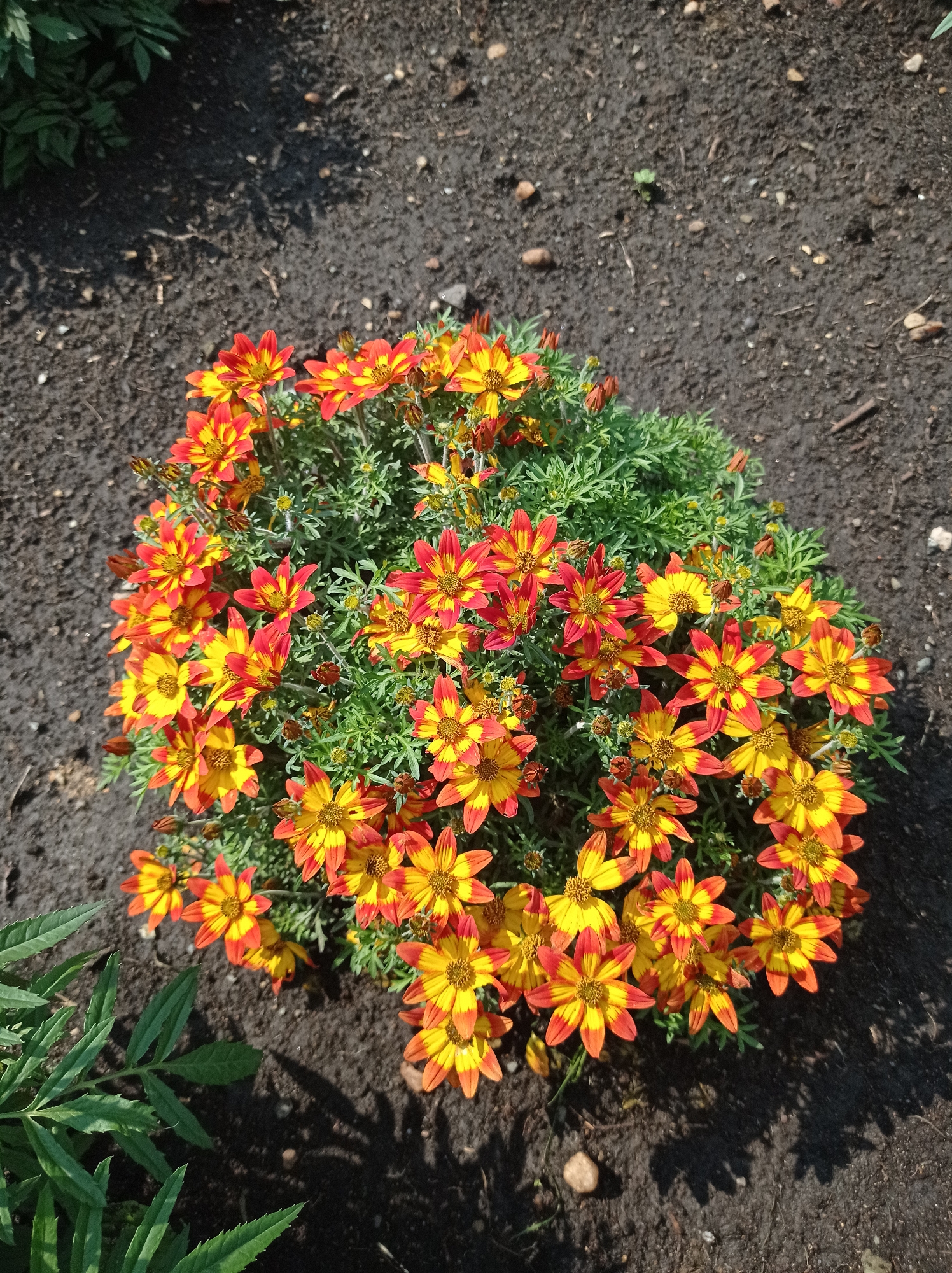 A cluster of Bidens ferulifolia flowers, commonly known as Spanish needles or tickseed, with vibrant orange and yellow petals, is planted in dark soil. The flowers are densely packed, forming a rounded bush. The soil is dry and somewhat rocky, with scattered small stones and twigs. The scene is lit by direct sunlight, casting shadows on the ground. To the left, a few green leaves of another plant are visible, likely a marigold given the proximity to the Bidens. This image was taken outdoors in the city of Degtyarsk, Russia.
