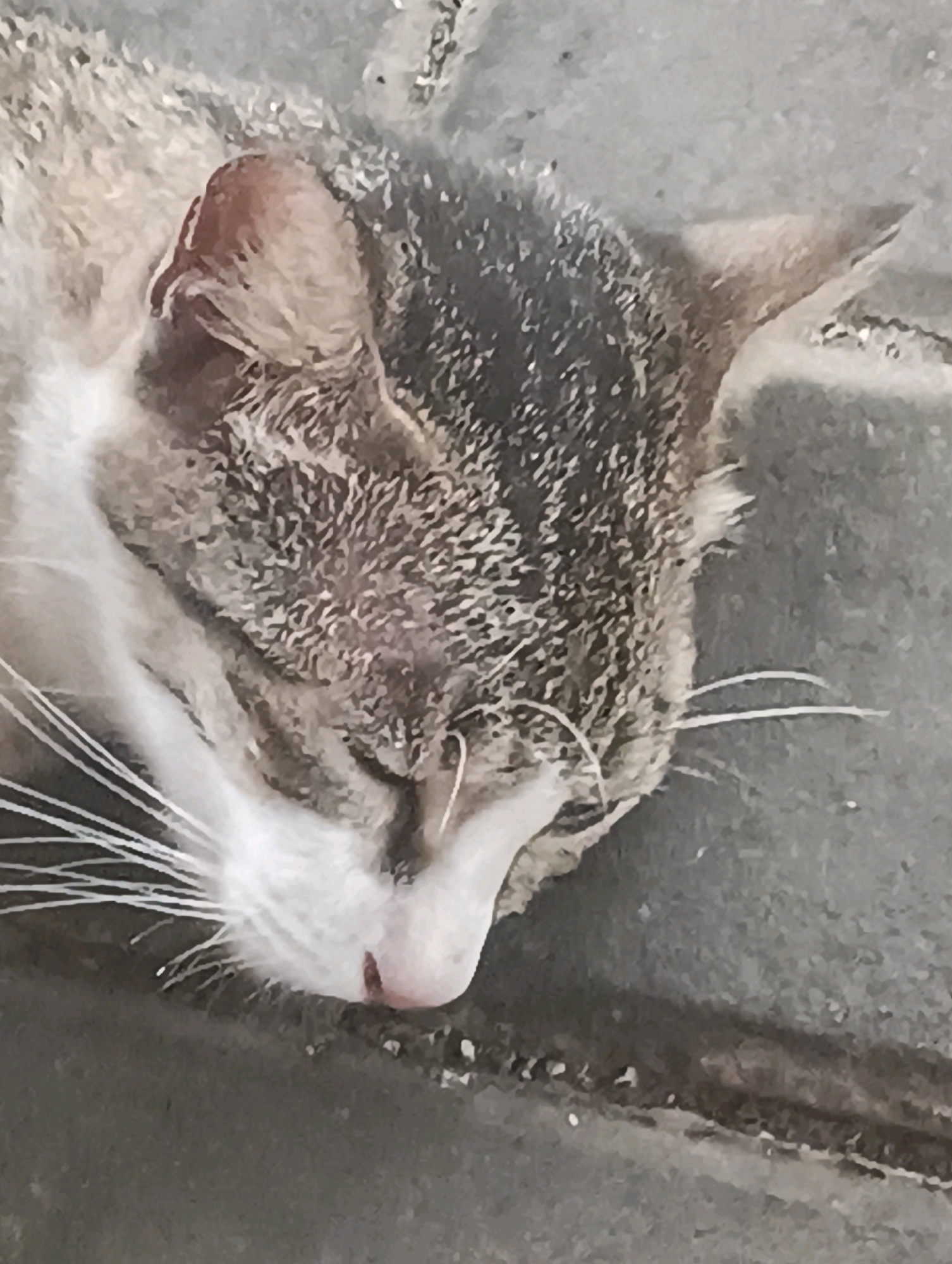 A close-up, overhead shot shows the head of a tabby cat sleeping on a gray, textured surface. The cat's fur is a mix of gray, black, and white, with distinct tabby markings on its head and back. Its eyes are closed, and its nose is a light pink color with a small dark spot on the tip. Long white whiskers extend from its muzzle. The background appears to be a paved area, possibly a sidewalk or patio, with some small debris scattered around. There is no indication of the city of Kuching, Malaysia, in the image.