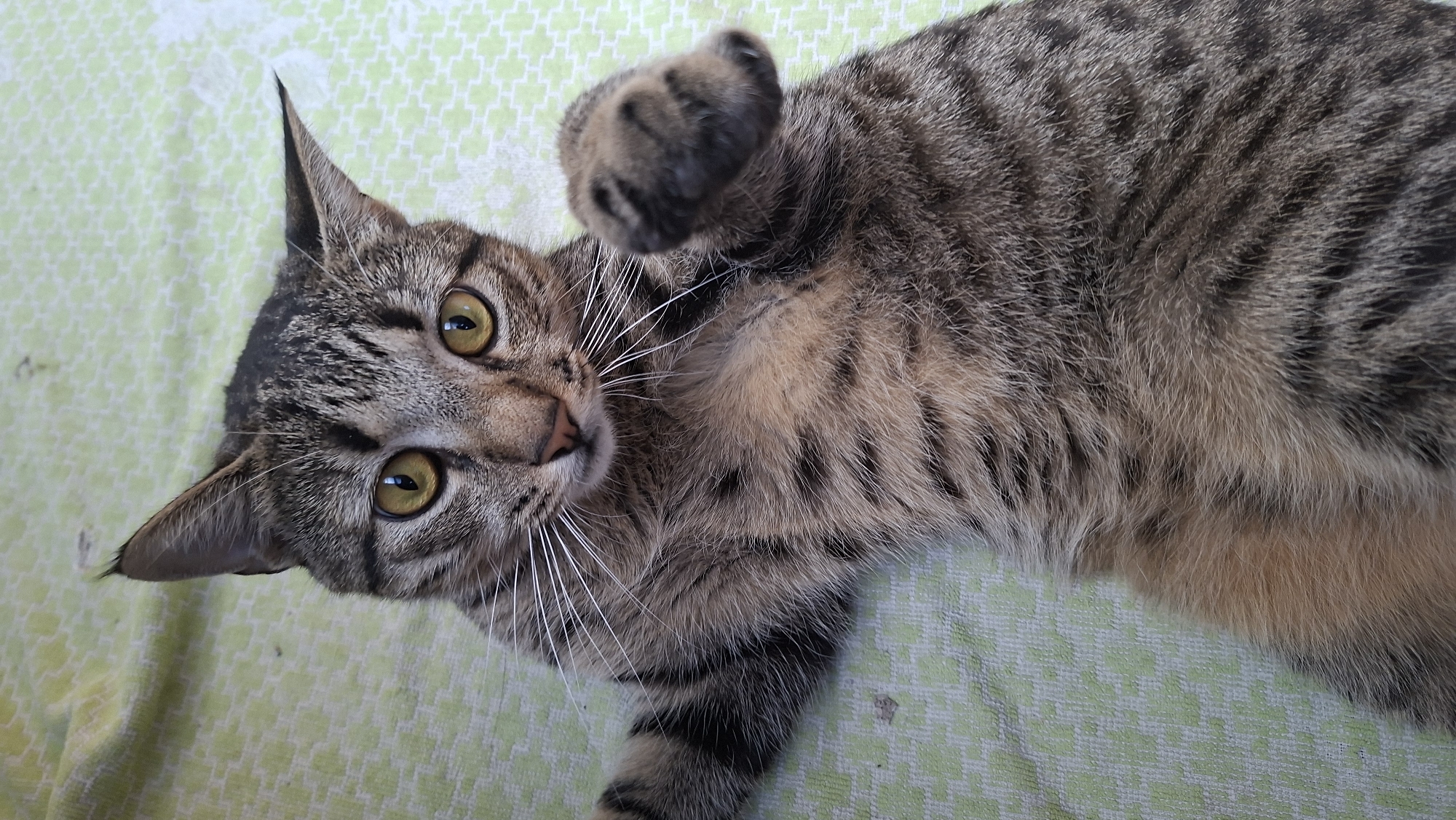 A tabby cat lies on its back on a light green patterned blanket. The cat is mostly brown and black with tan patches. It is looking at the camera with golden eyes. One paw is raised in the air. The location is Забалоцкі сельскі Савет, Belarus.