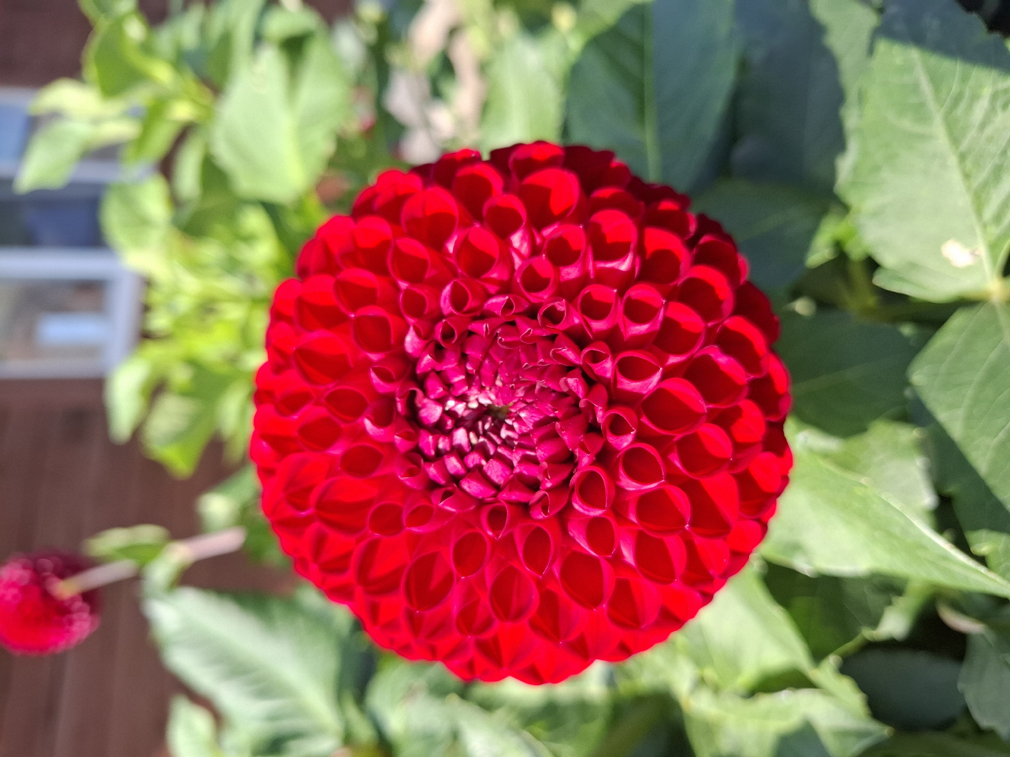 A close-up, eye-level shot captures a vibrant red dahlia flower in full bloom, its petals tightly packed in a spherical arrangement. The flower is the primary subject, dominating the center of the frame. Sunlight illuminates the petals, creating highlights and shadows that emphasize their texture. The background is softly blurred, with green foliage and hints of a wooden structure and a window visible. The scene appears to be an outdoor garden. The location is not specified in the image or hints, and therefore cannot be determined to be in Tyumen, Russia.