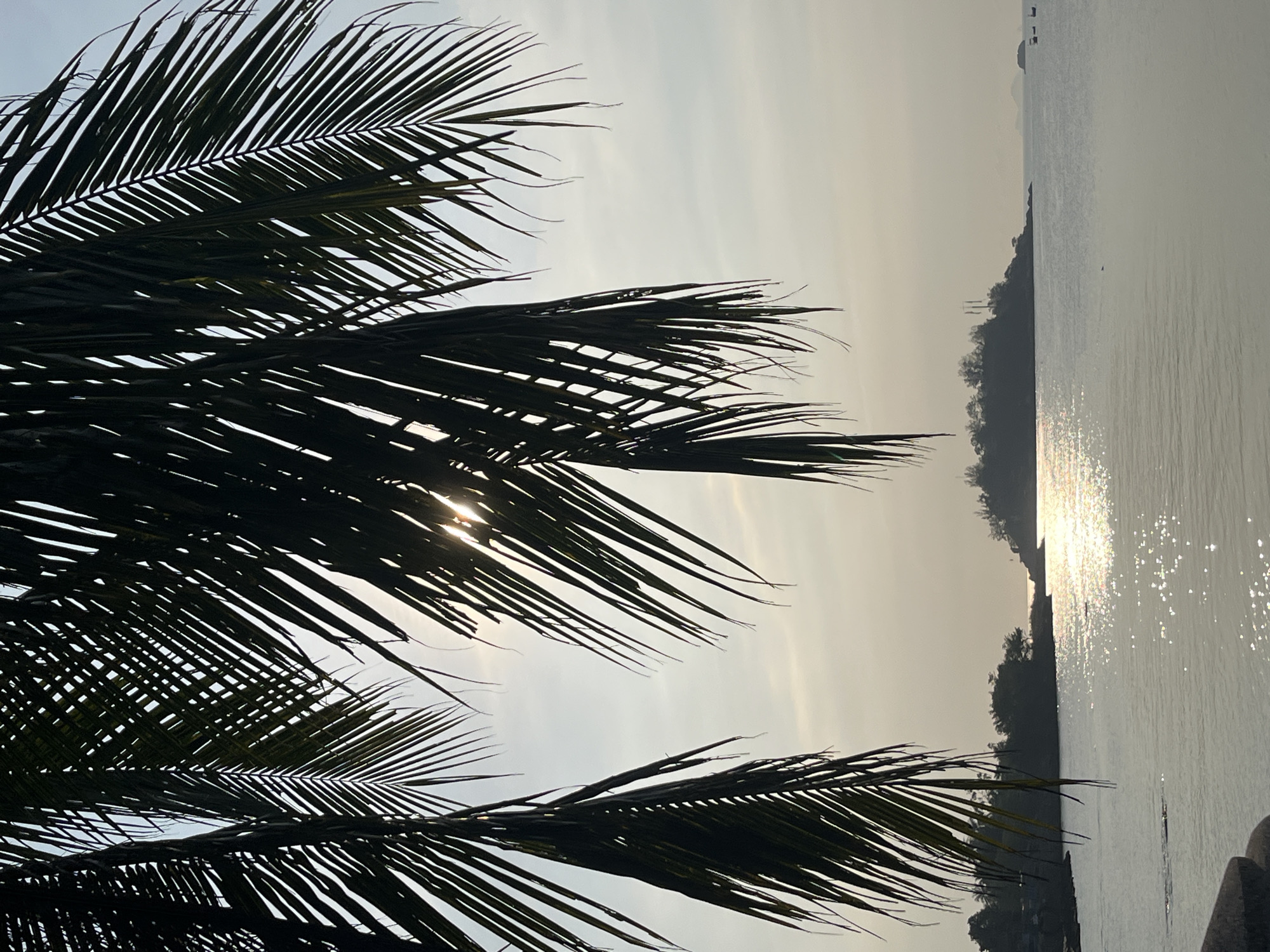 The image shows a coastal scene in Bac Nha Trang Ward, Vietnam. The foreground features silhouetted palm fronds. Behind the palm fronds, the scene opens to a body of water with the glint of sunlight reflecting on the surface. In the distance, there is a tree-covered land mass. The sky is overcast.